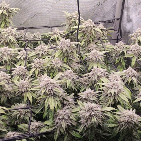 Lemon Tree 2.0 growlog timeline photo