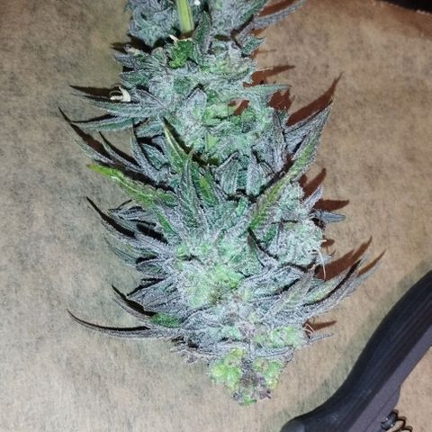 Lemon Tree 2.0 growlog timeline photo