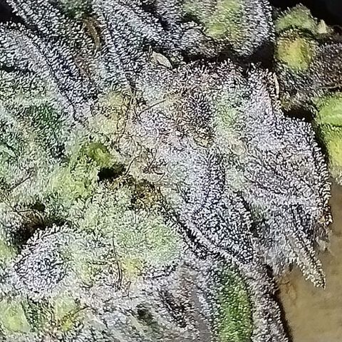 Lemon Tree 2.0 growlog timeline photo
