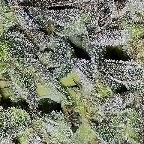 Lemon Tree 2.0 growlog timeline photo