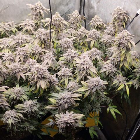 Lemon Tree 2.0 growlog timeline photo