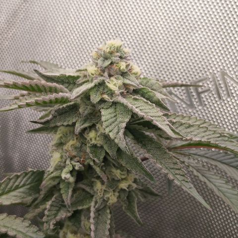 Super Silver Haze growlog timeline photo