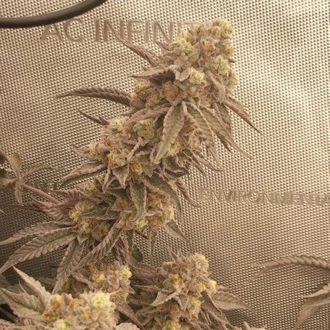 Super Silver Haze growlog timeline photo