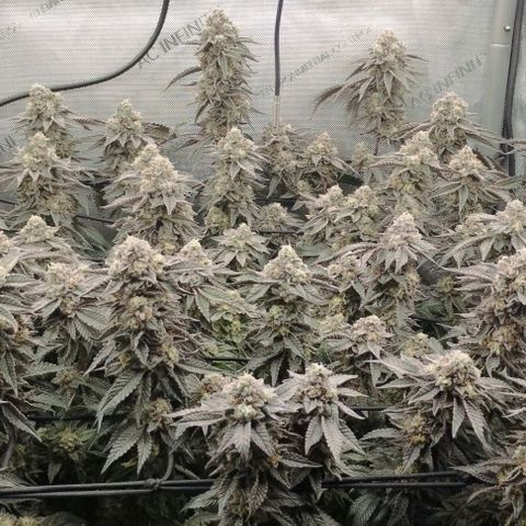 Super Silver Haze growlog timeline photo