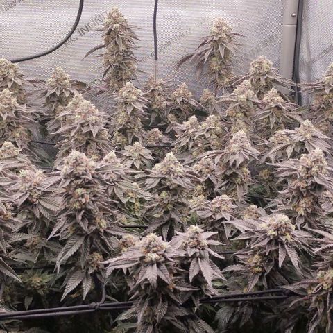 Super Silver Haze growlog timeline photo