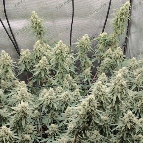 UK Cheese growlog timeline photo