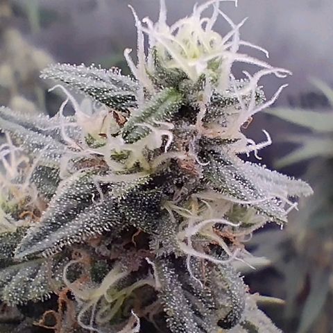 UK Cheese growlog timeline photo