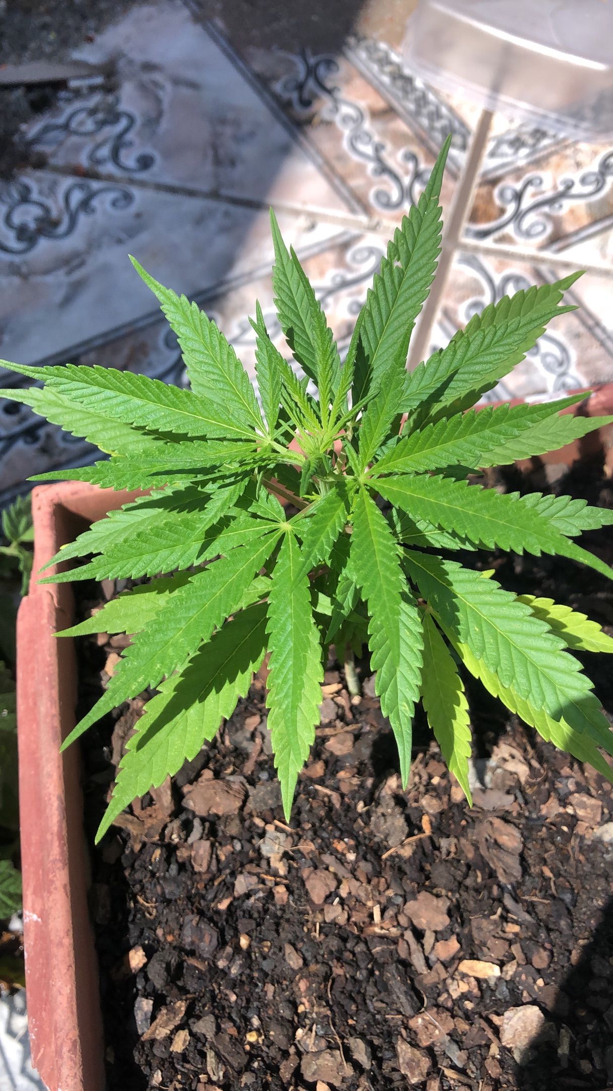 Akira growlog photo 7