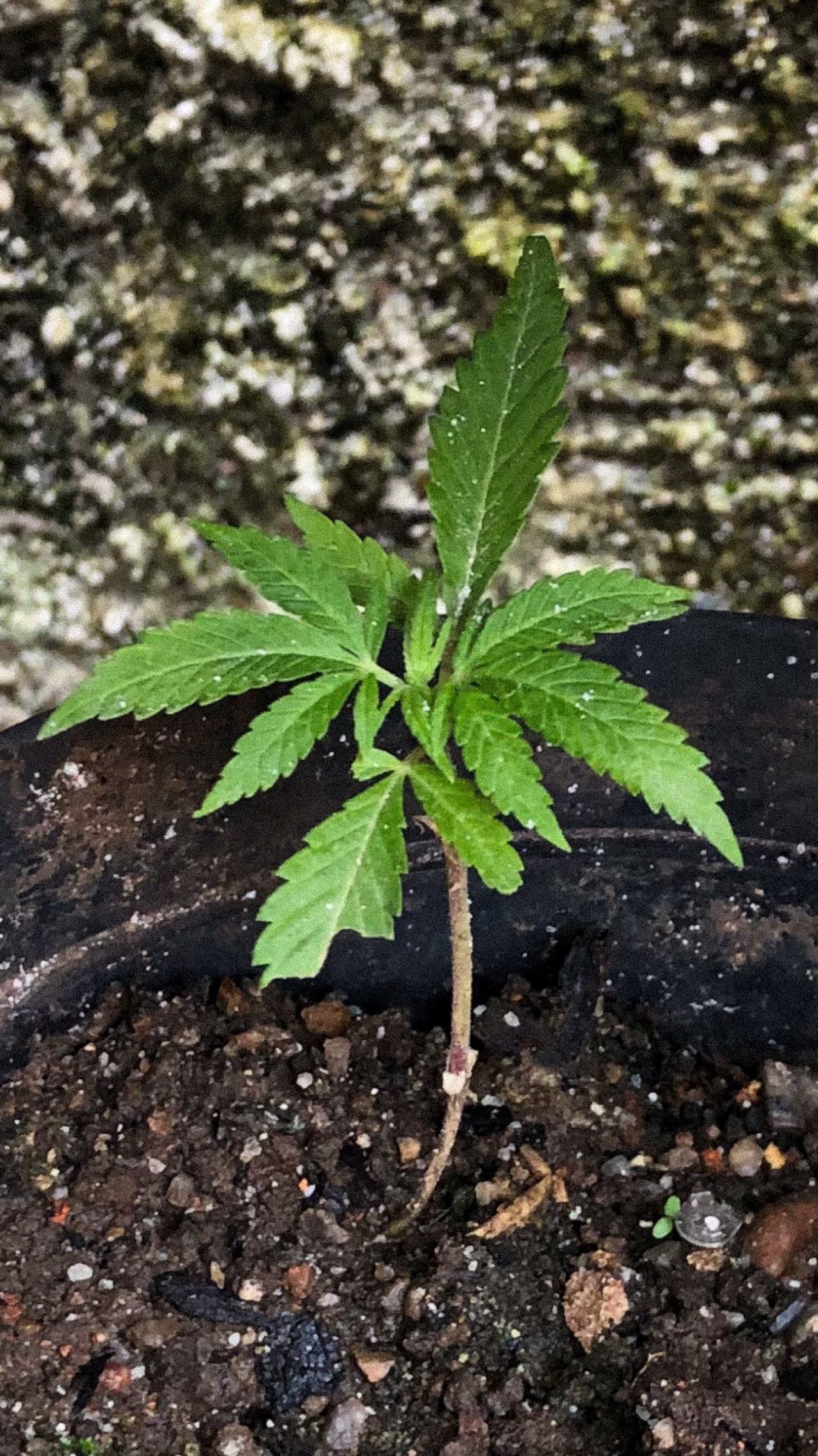 Akira growlog photo 4