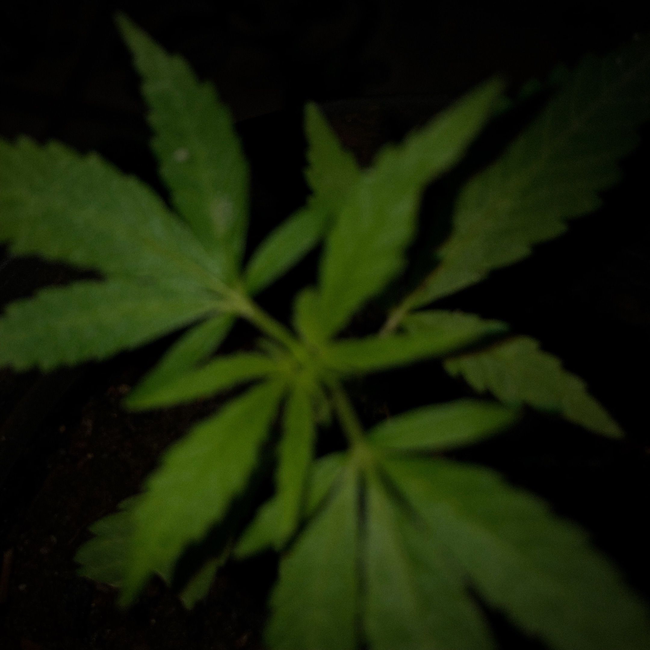 Akira growlog photo 3