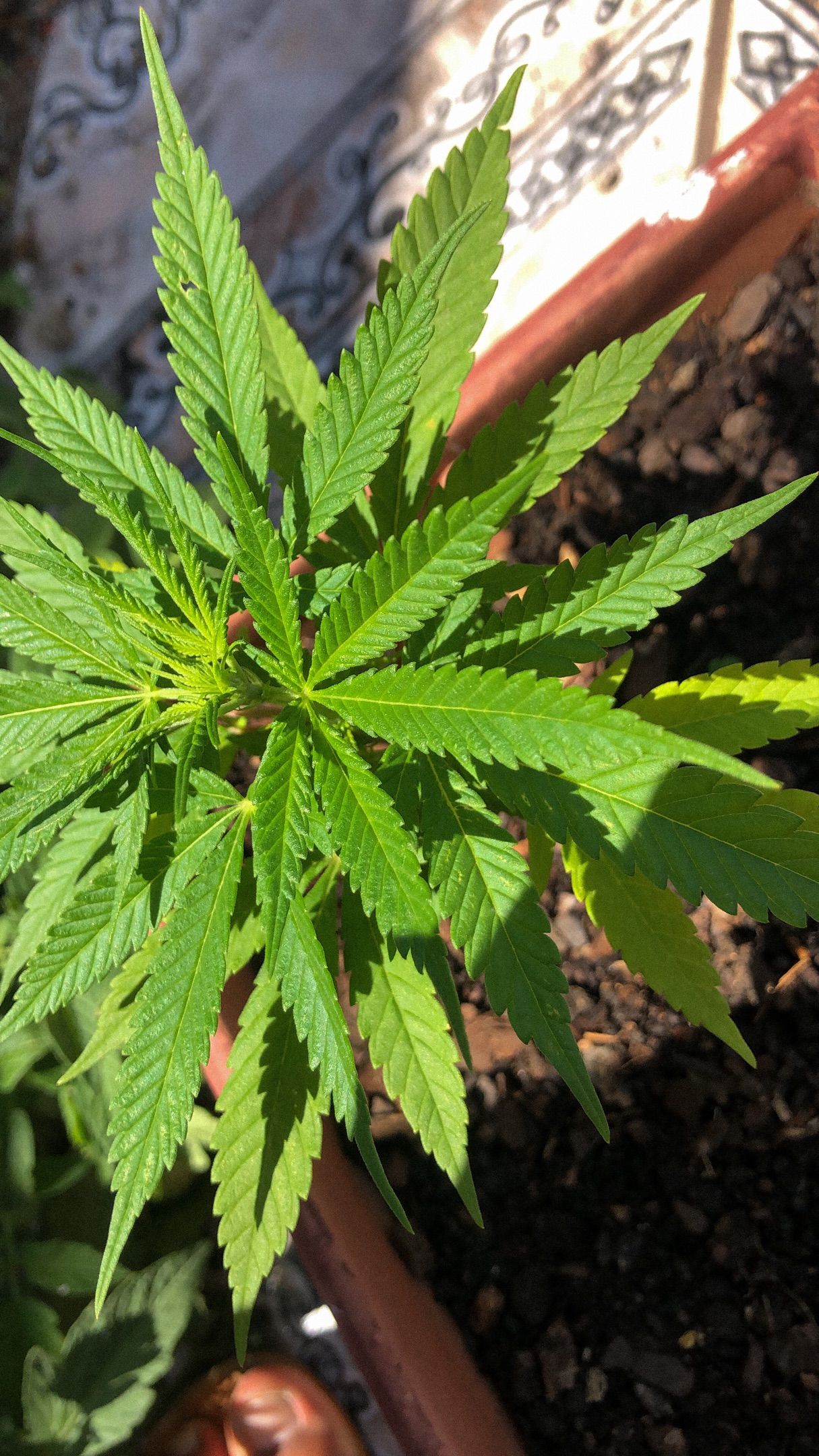 Akira growlog photo 8