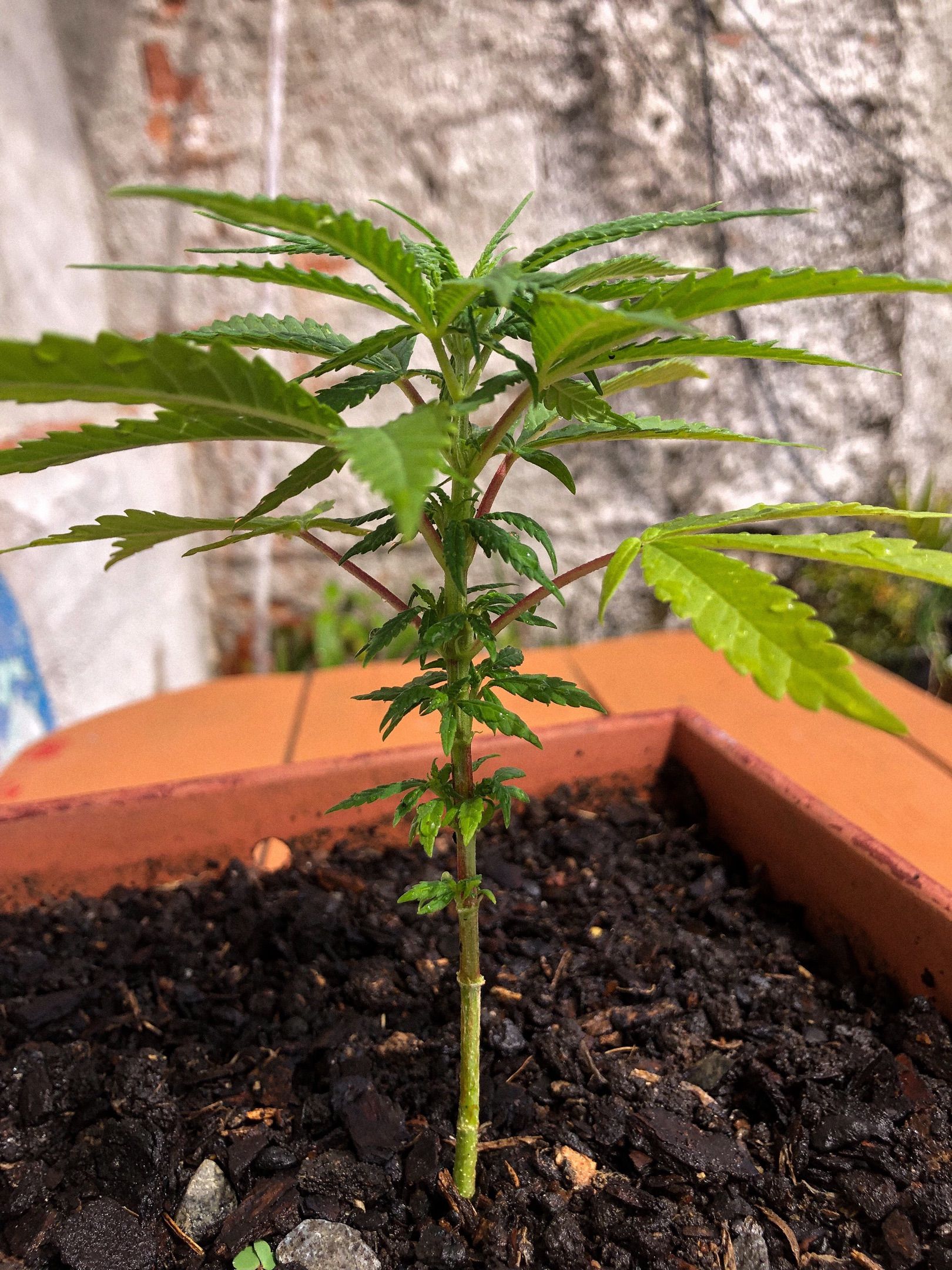 Akira growlog photo 2