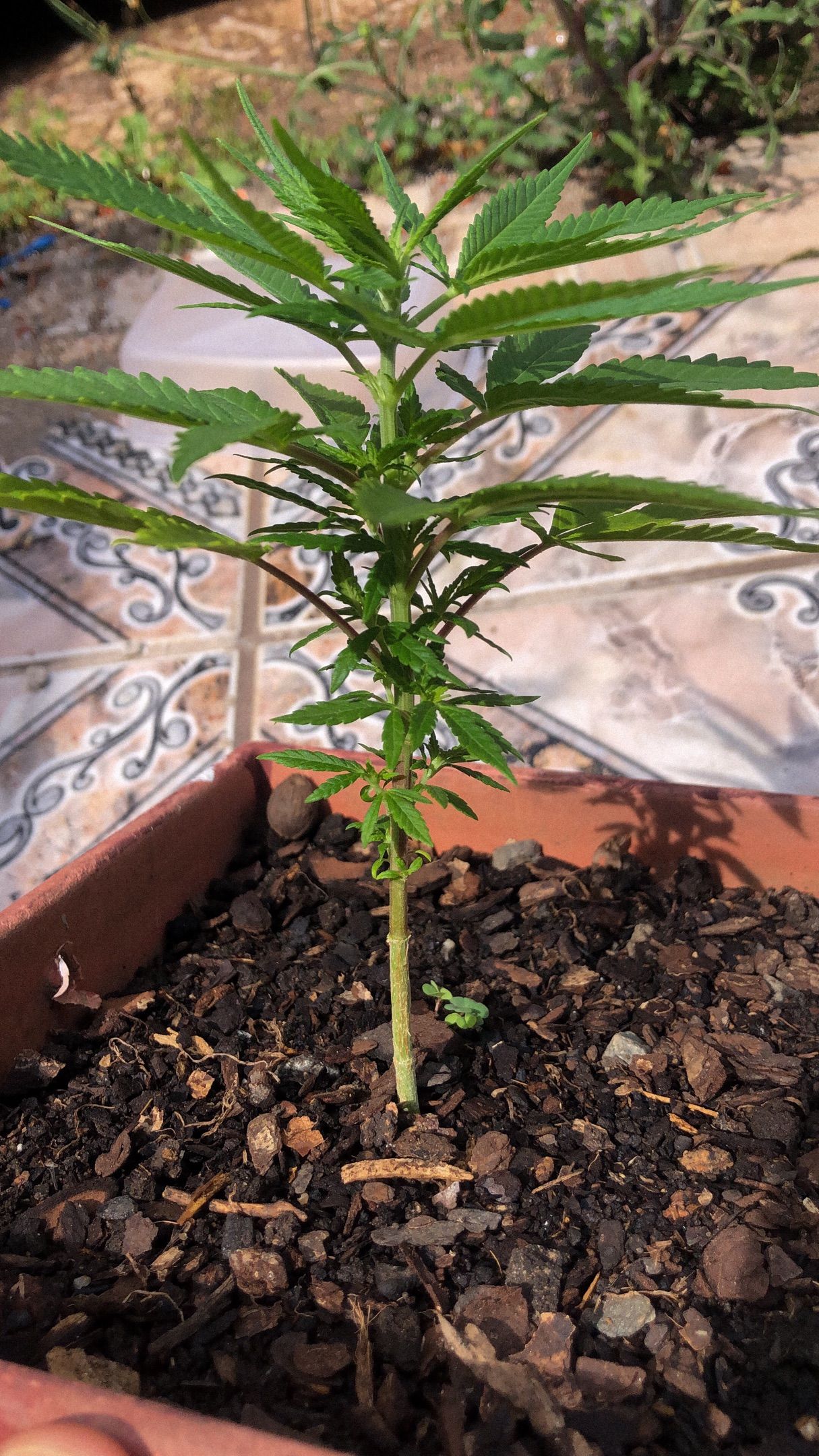 Akira growlog photo 5