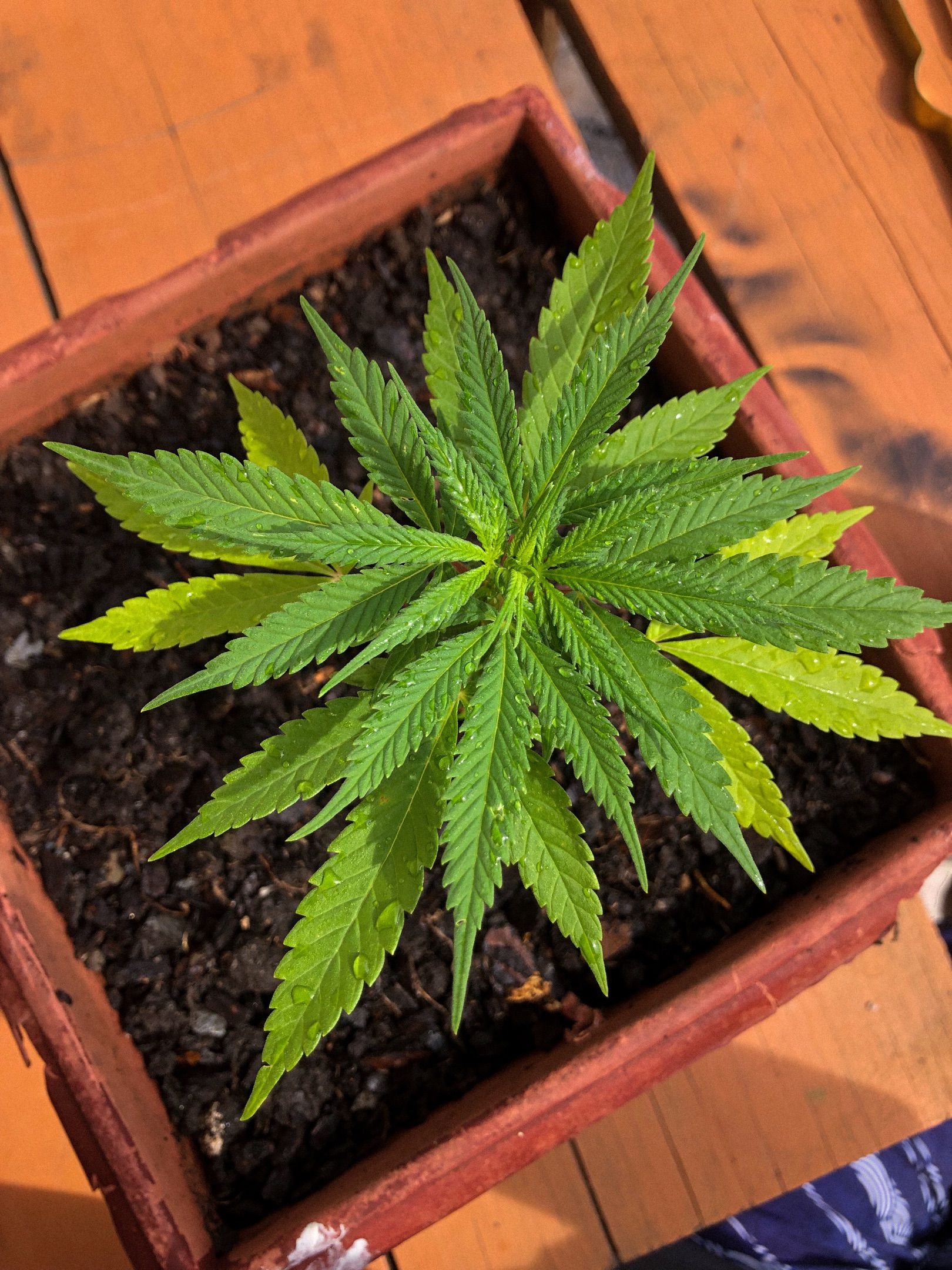 Akira growlog photo 6