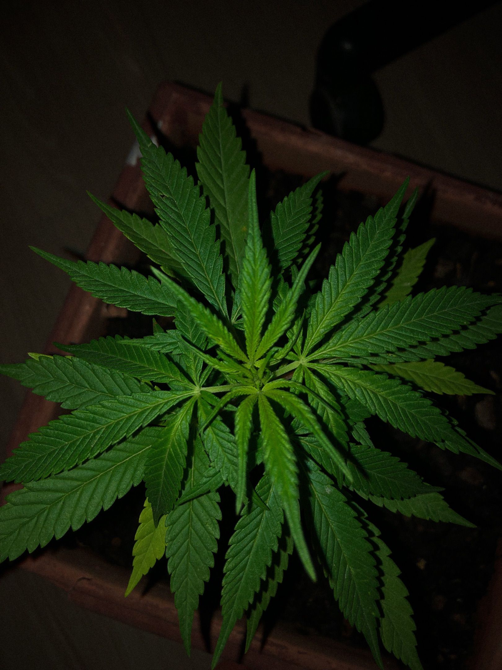 Akira growlog photo 9