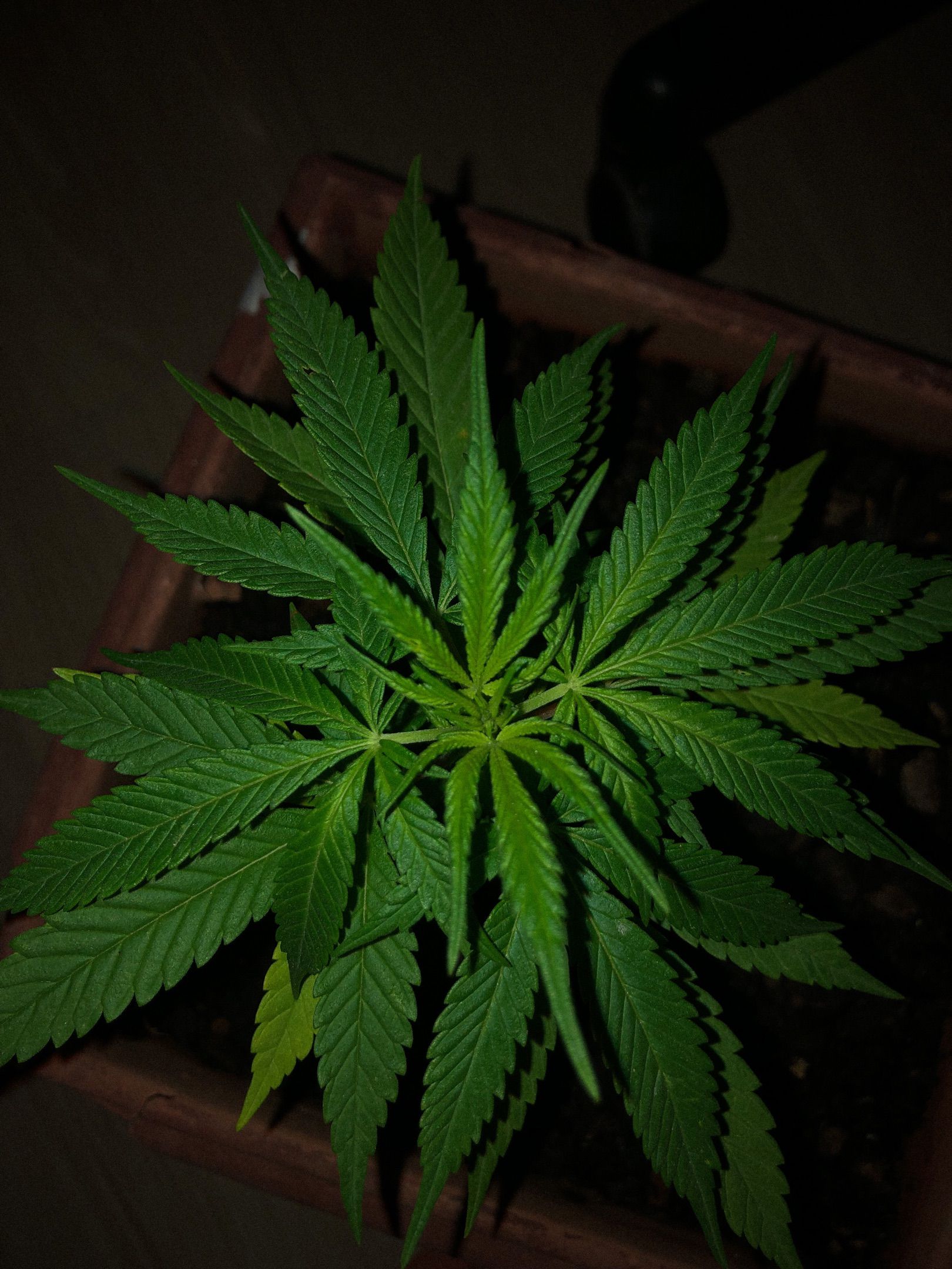 Akira growlog photo 12