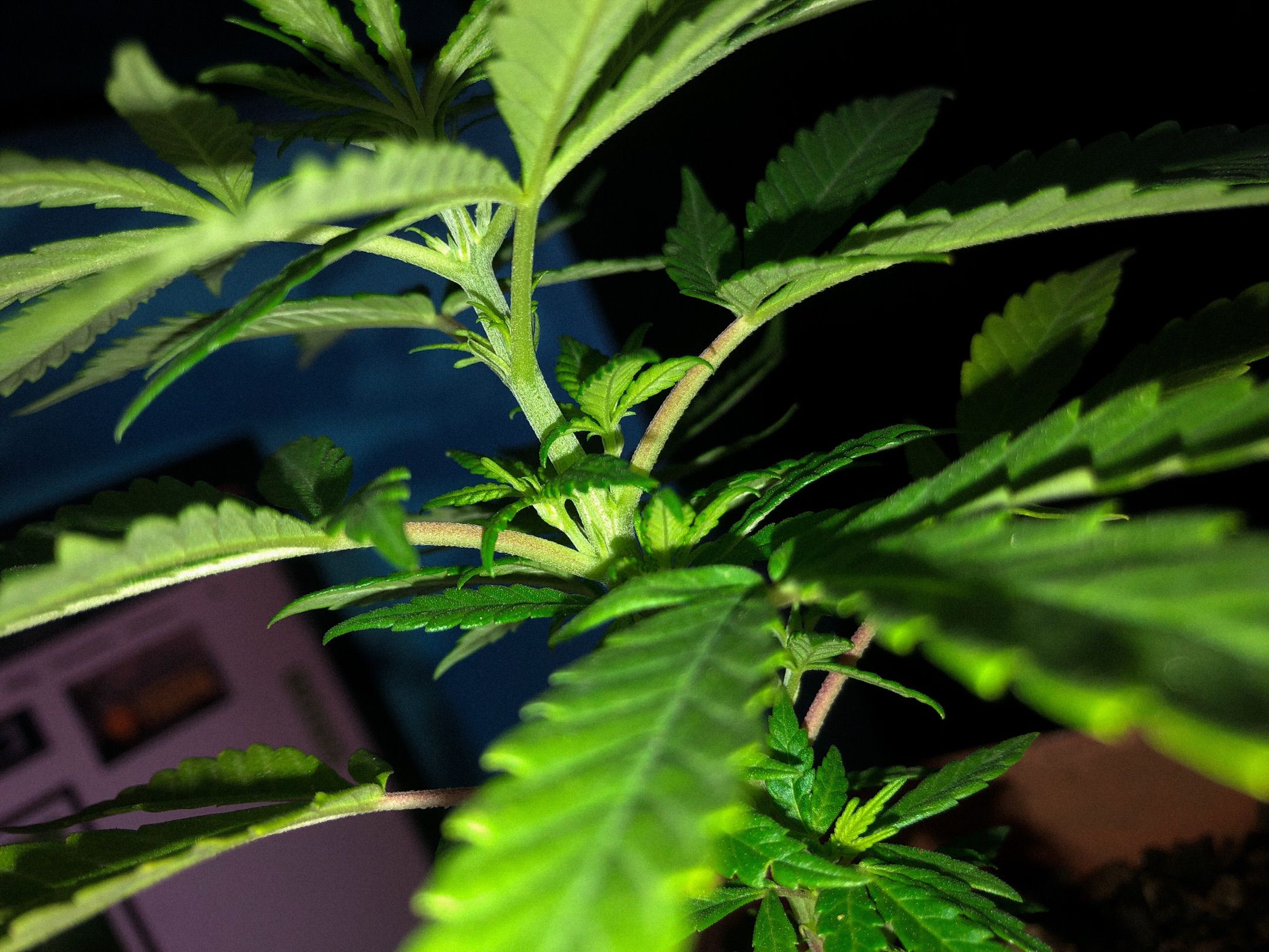 Akira growlog photo 11