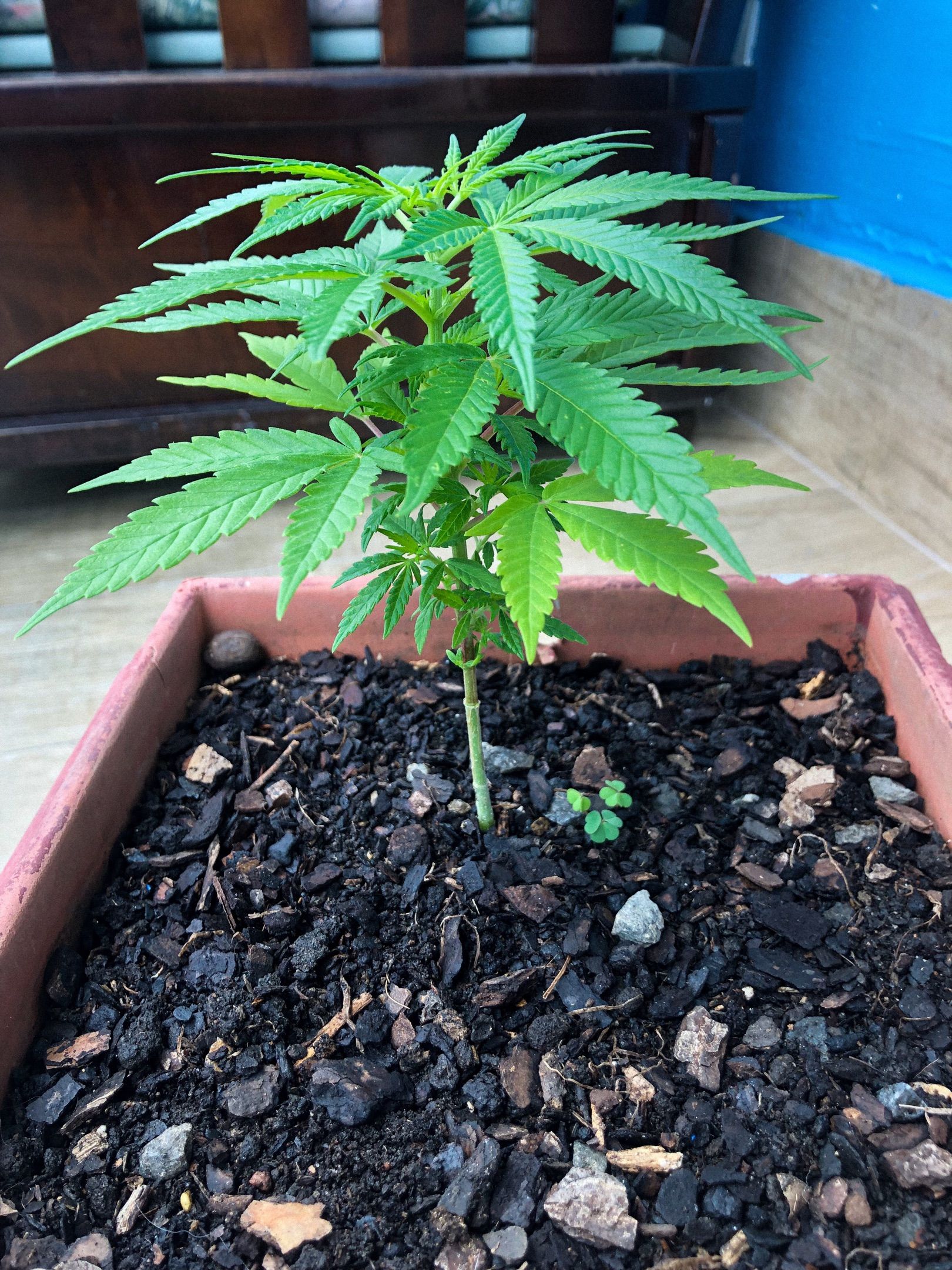 Akira growlog photo 10