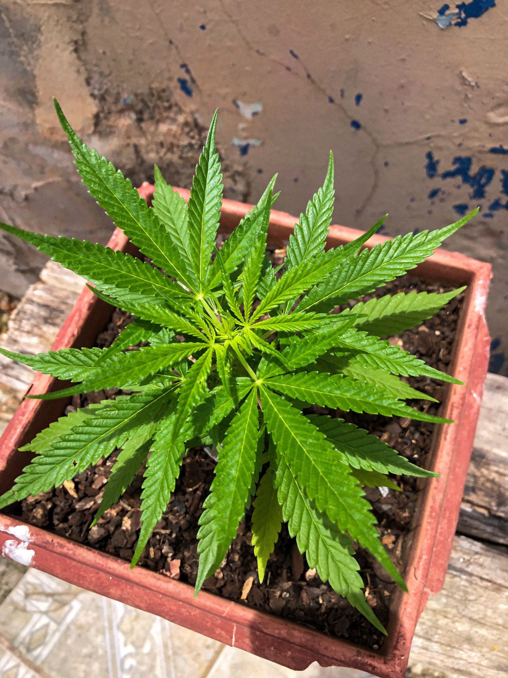 Akira growlog photo 14