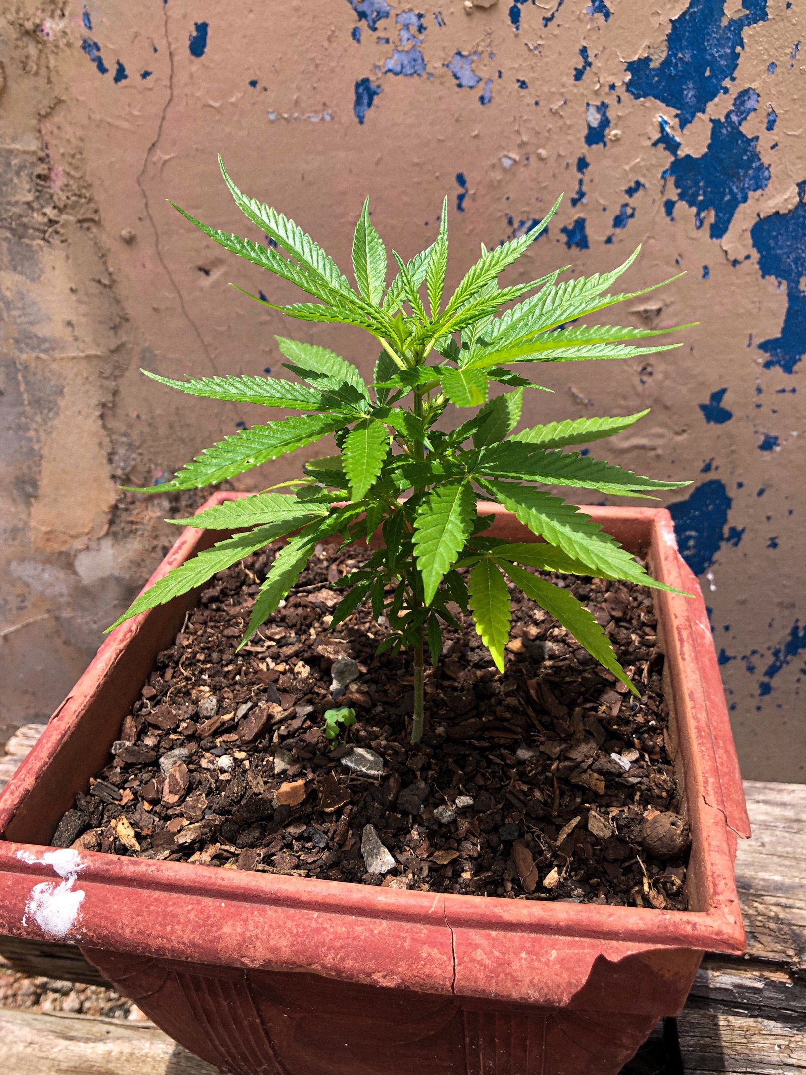 Akira growlog photo 13