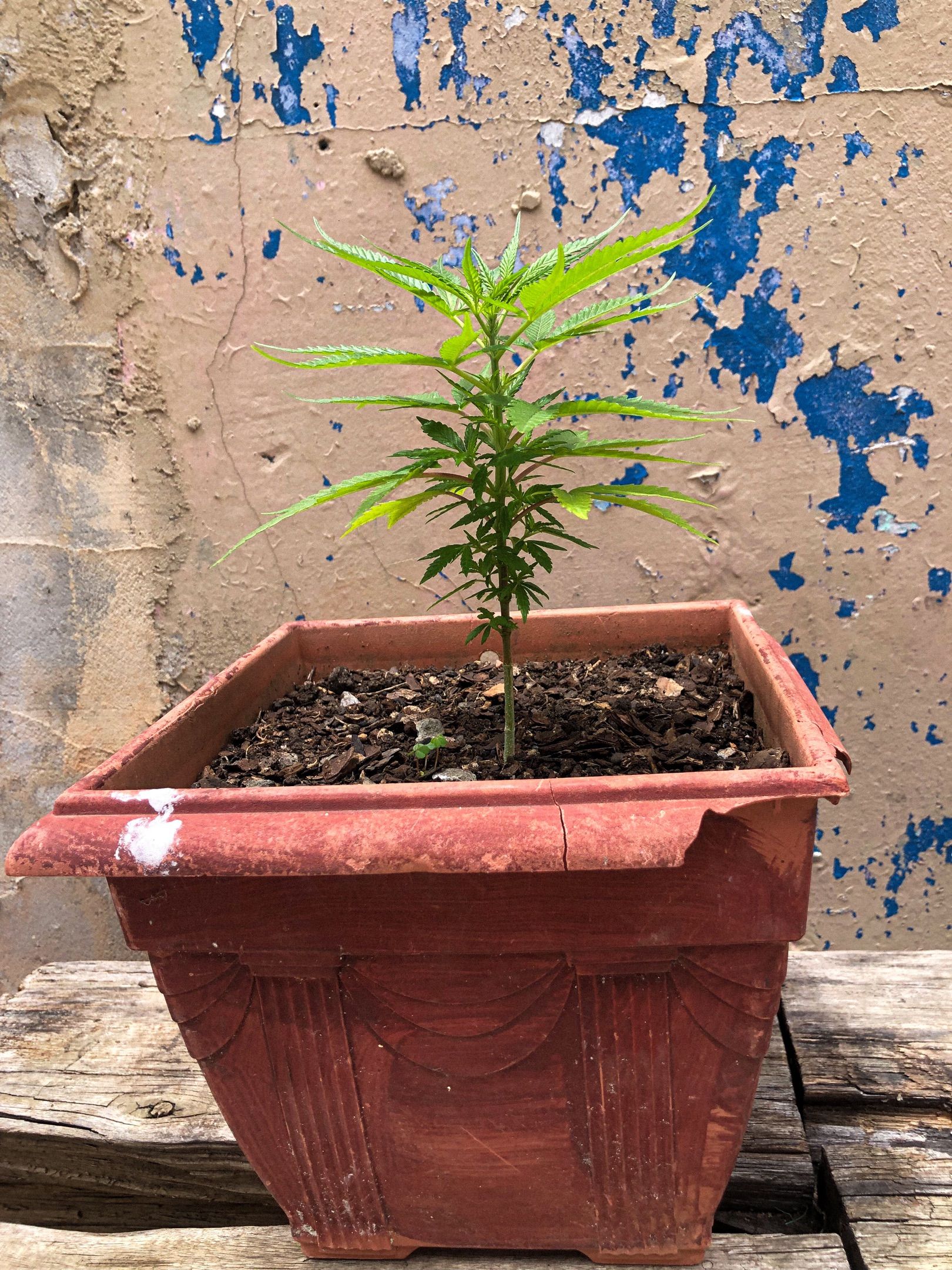 Akira growlog photo 15