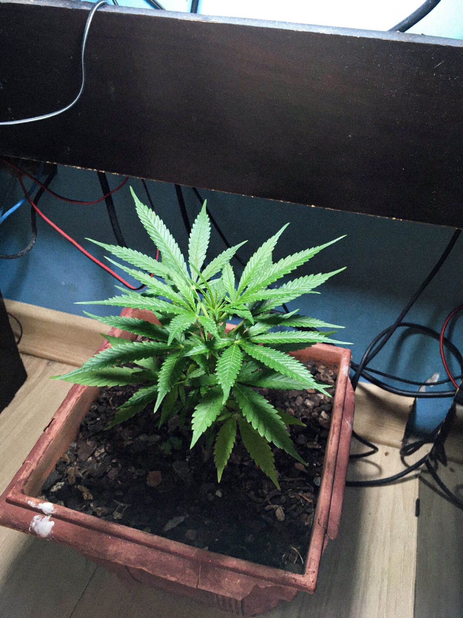 Akira growlog photo 17