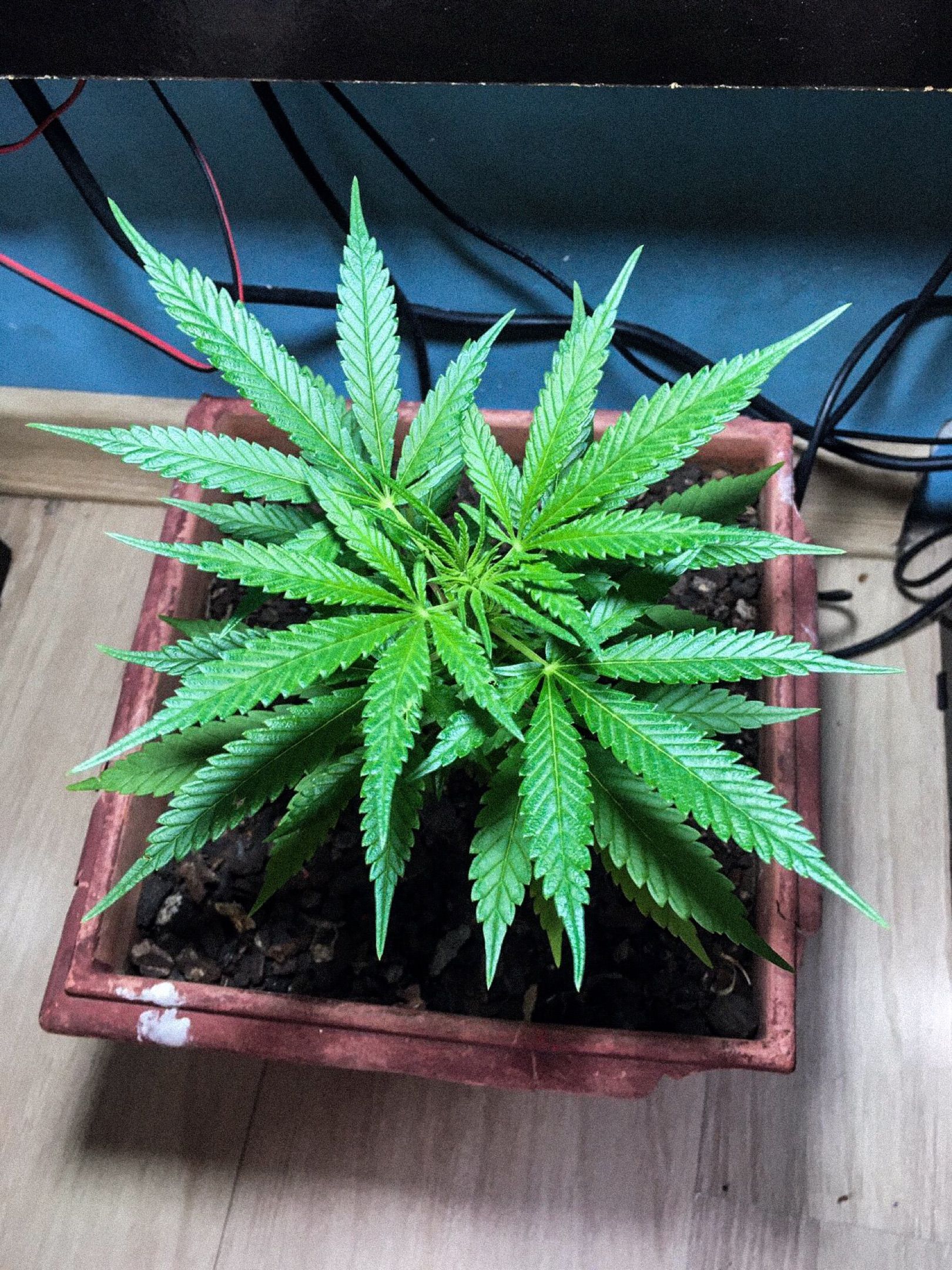 Akira growlog photo 18