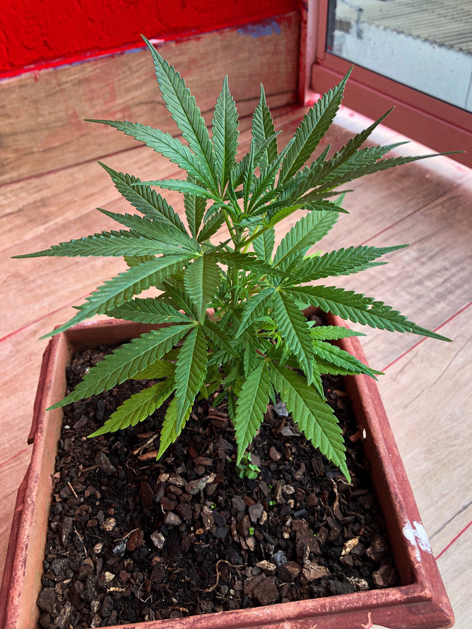 Akira growlog photo 22