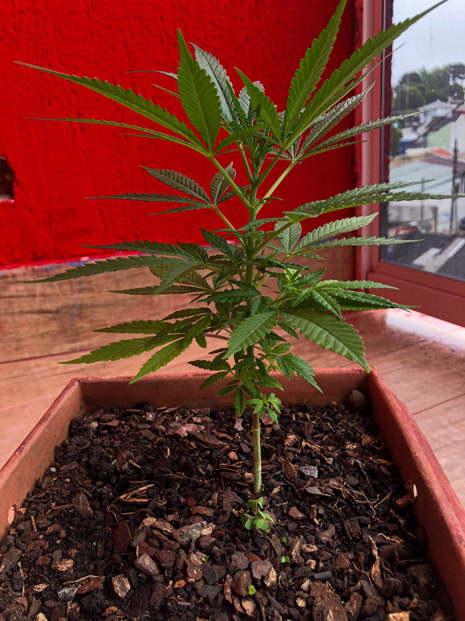 Akira growlog photo 19