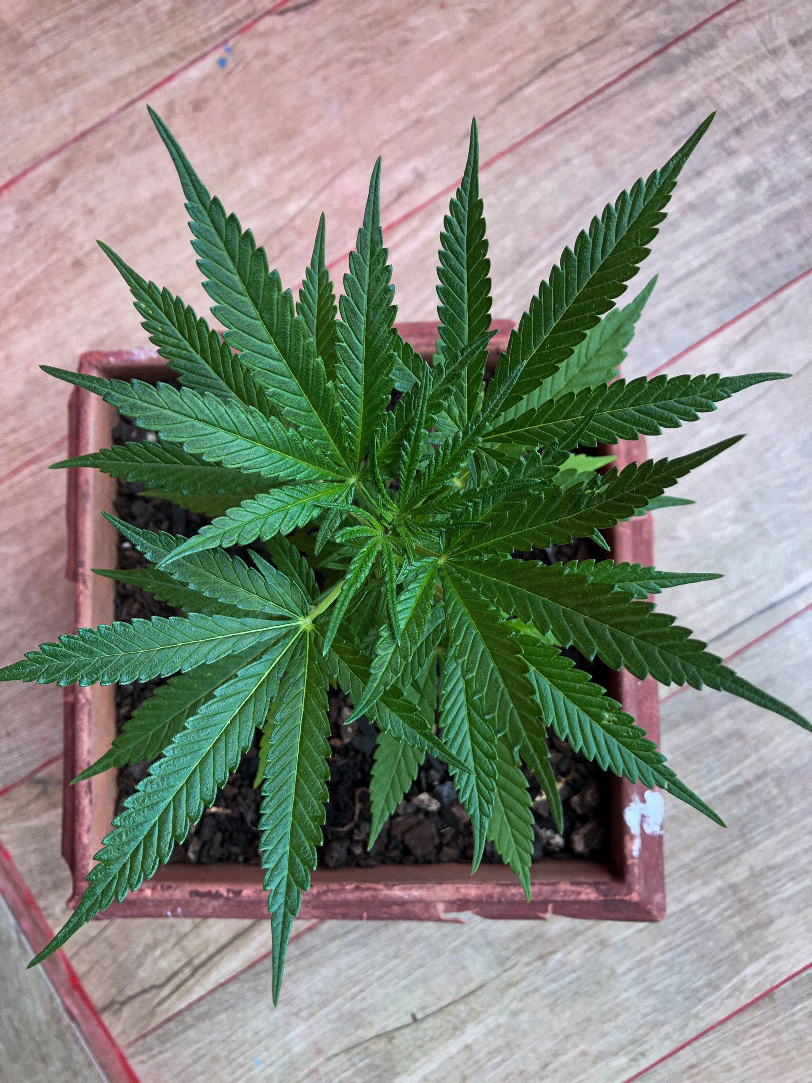 Akira growlog photo 20