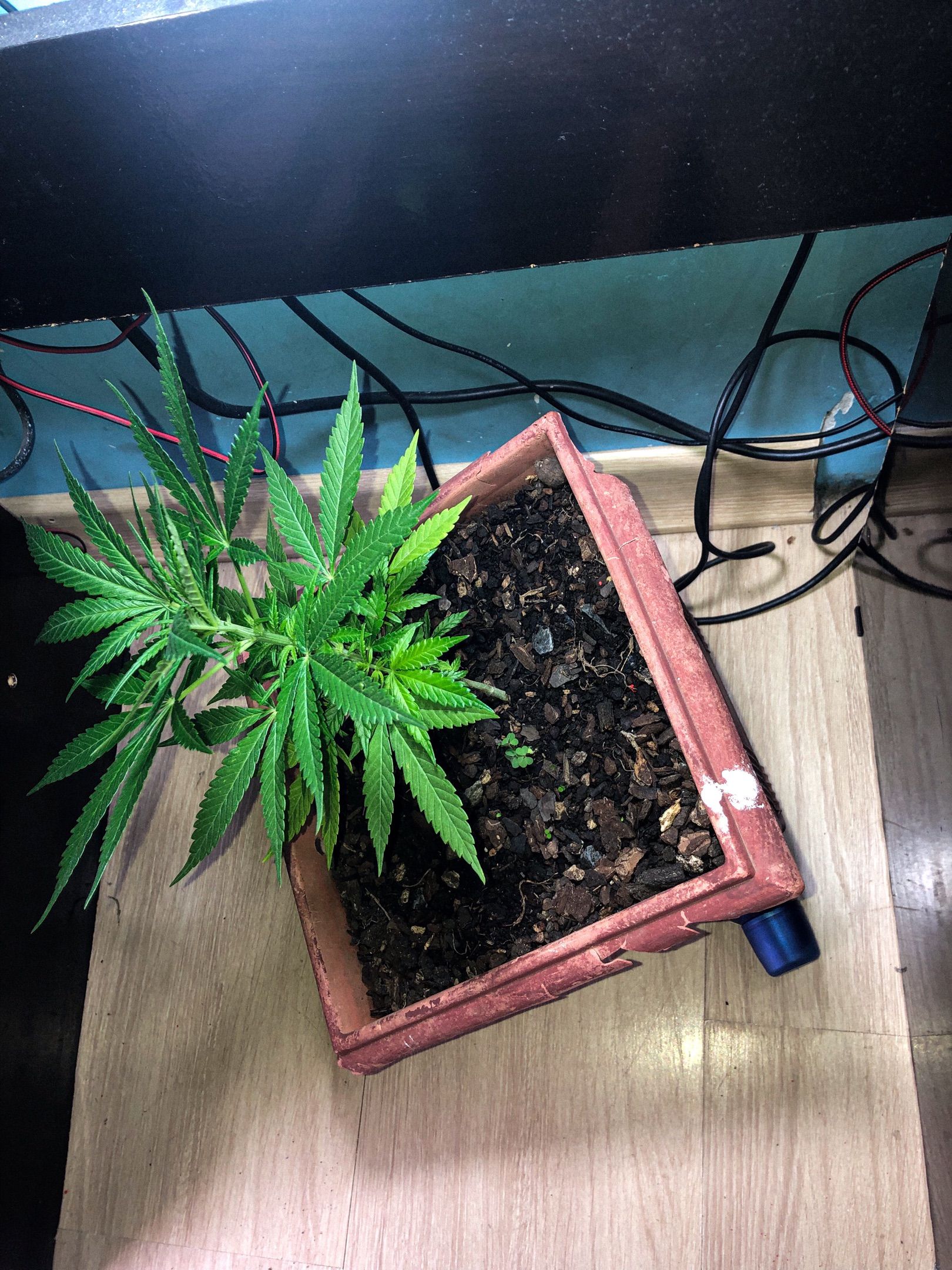 Akira growlog photo 21