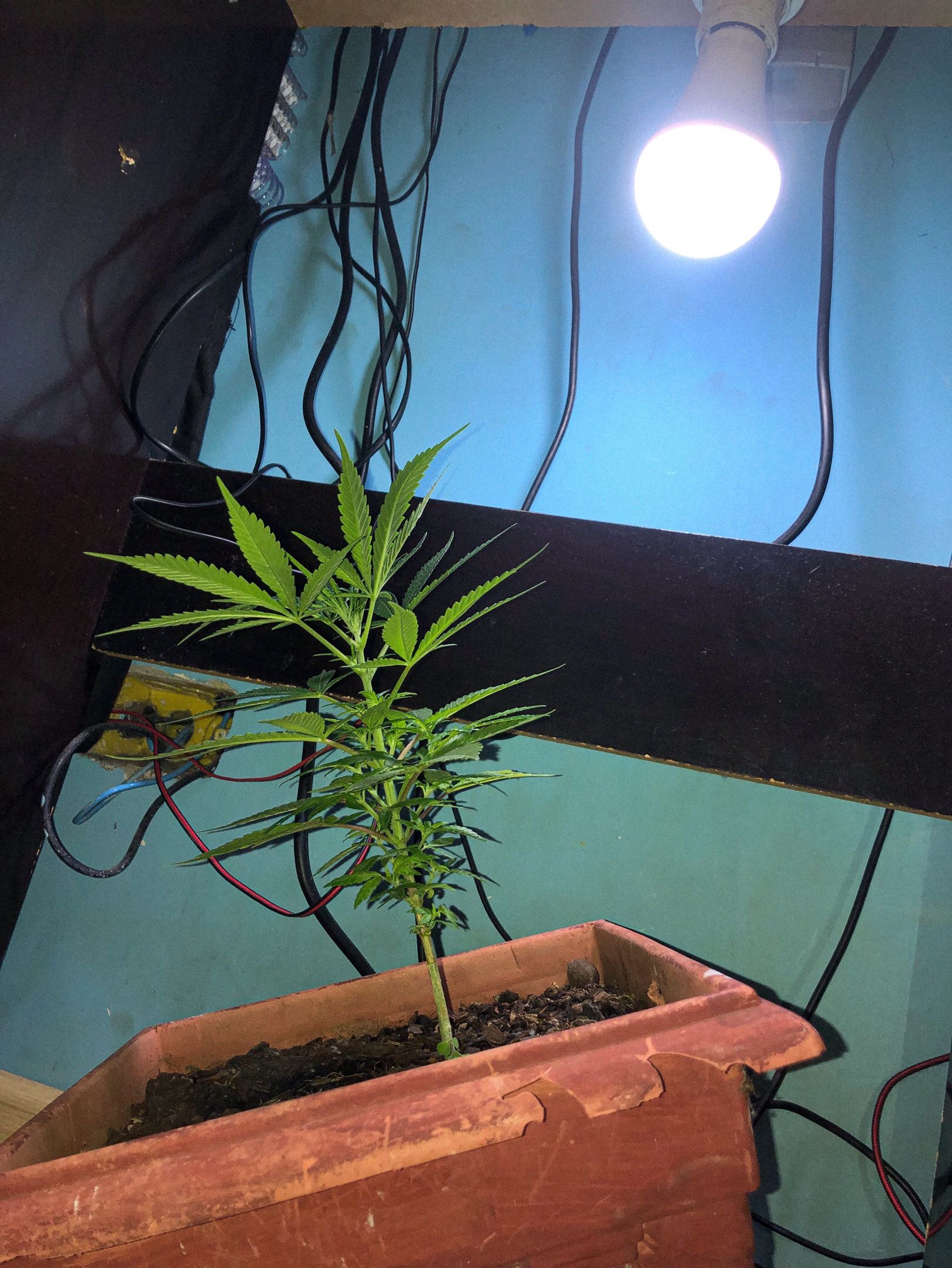 Akira growlog photo 23