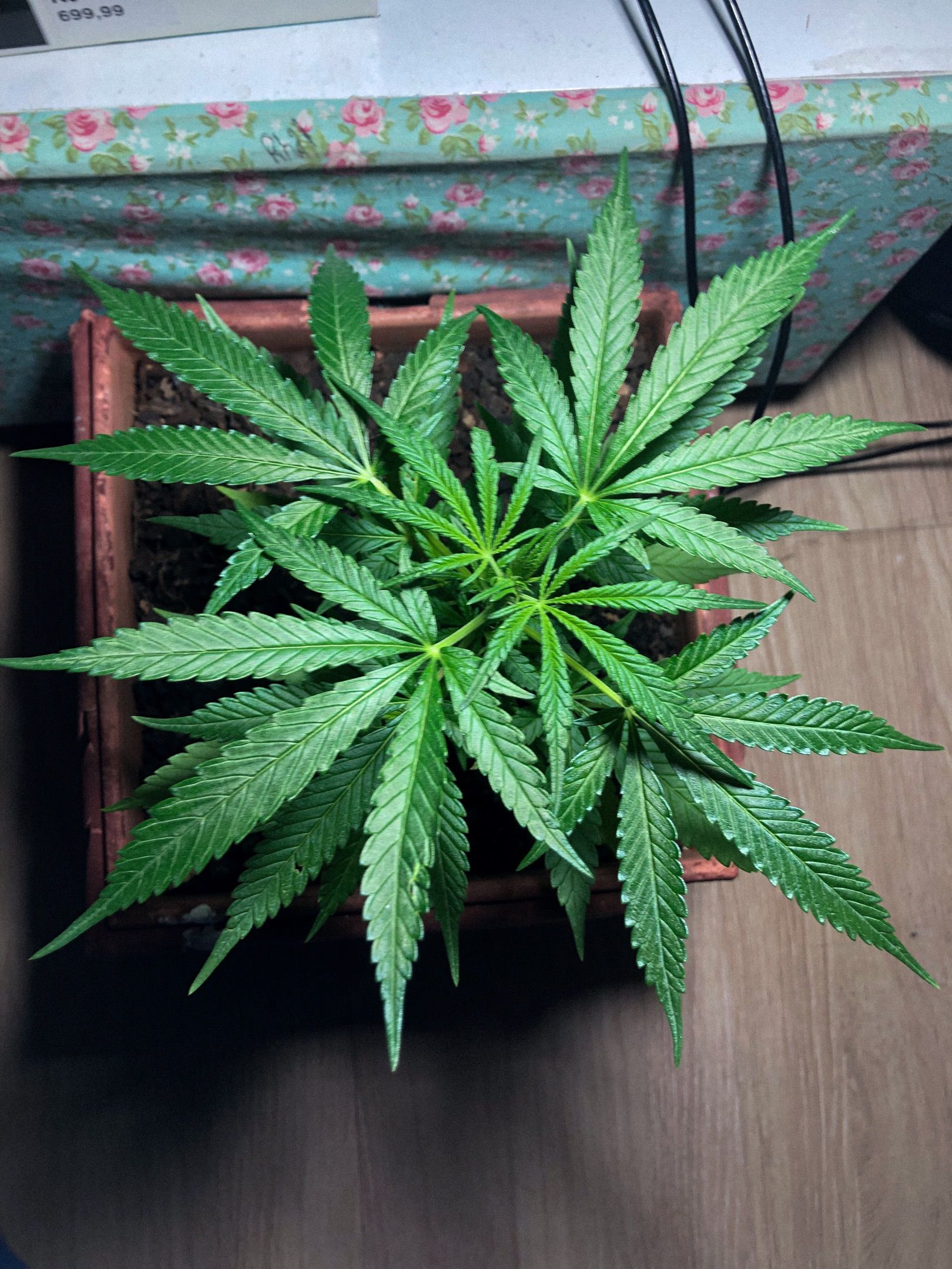 Akira growlog photo 25