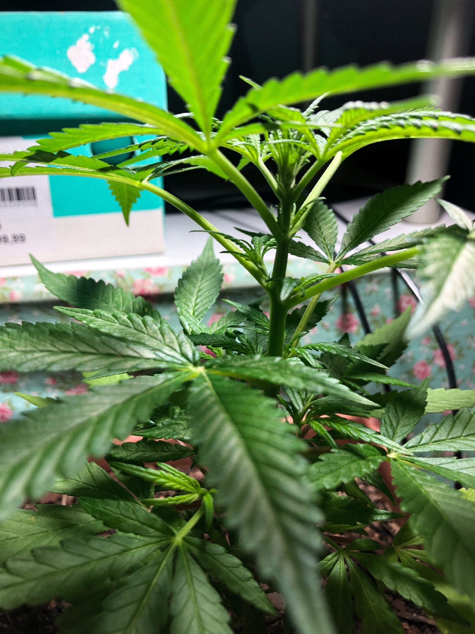 Akira growlog photo 26