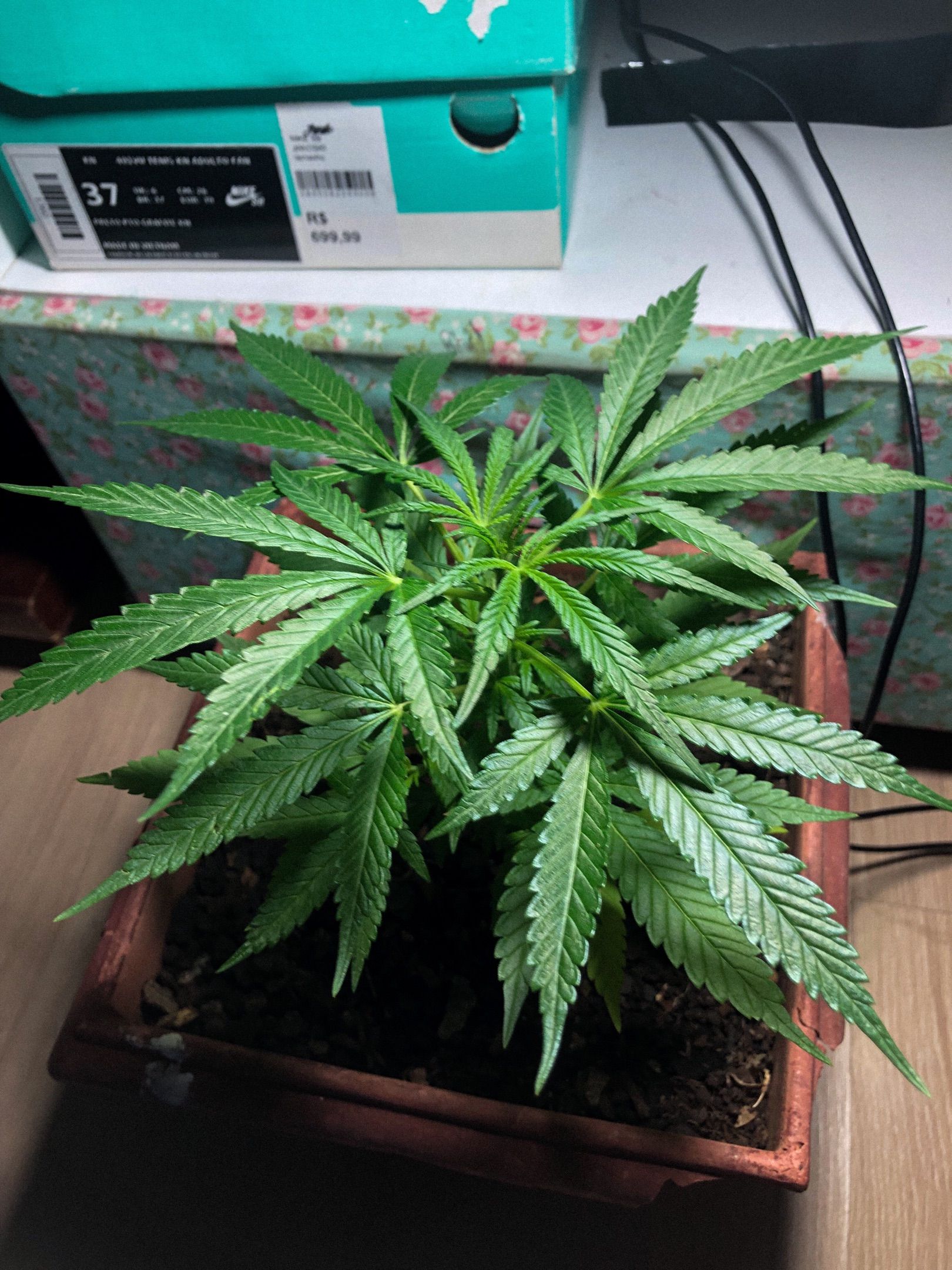 Akira growlog photo 27