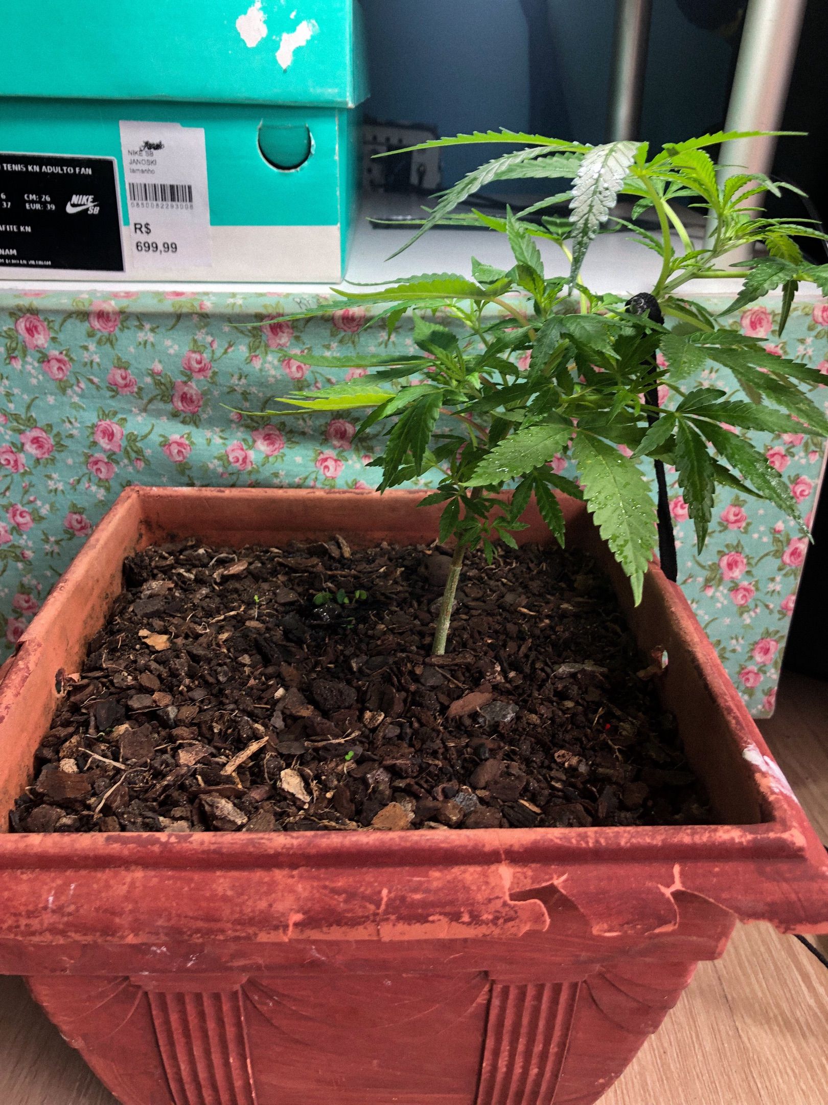 Akira growlog photo 29