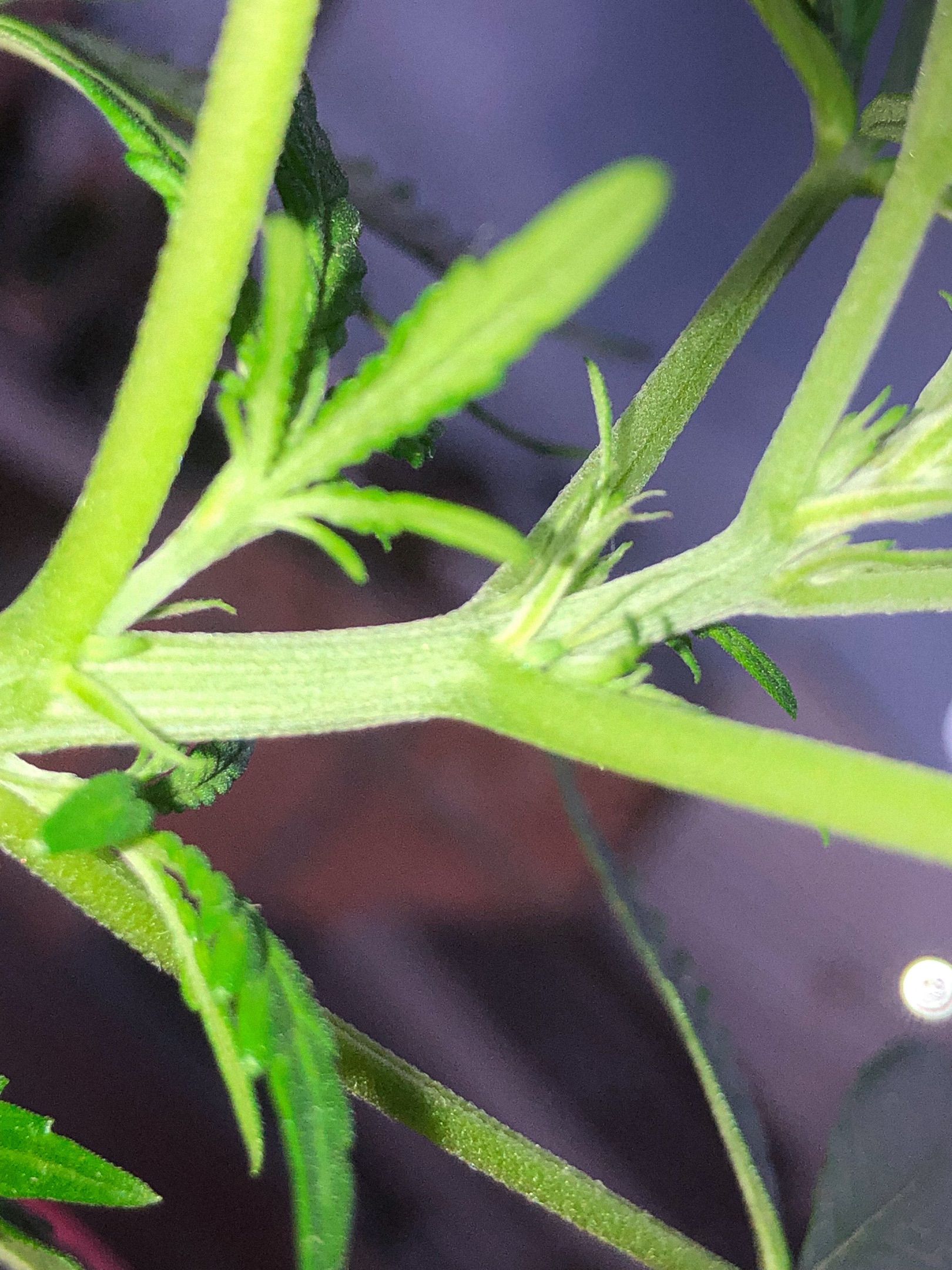 Akira growlog photo 33