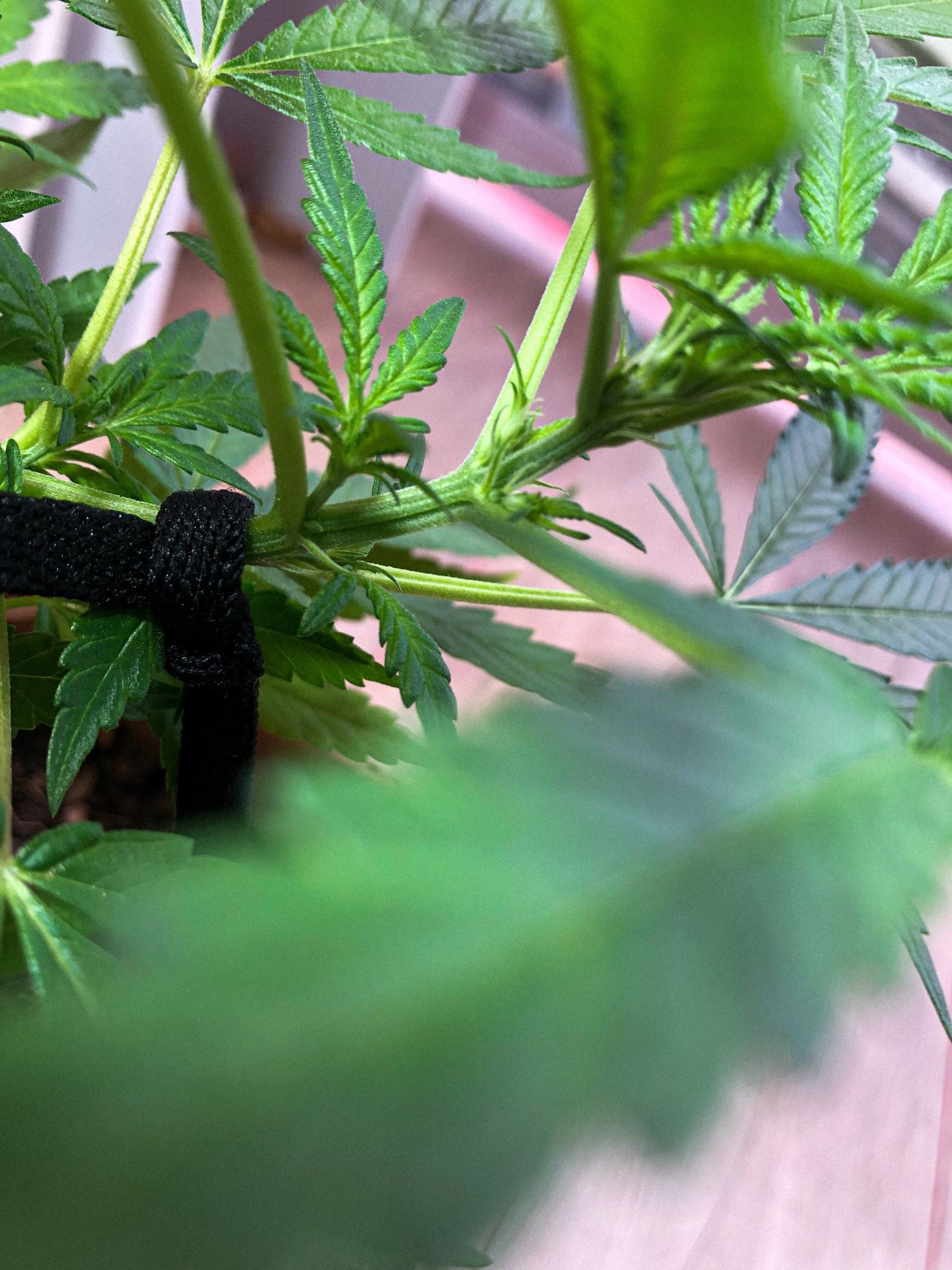 Akira growlog photo 30