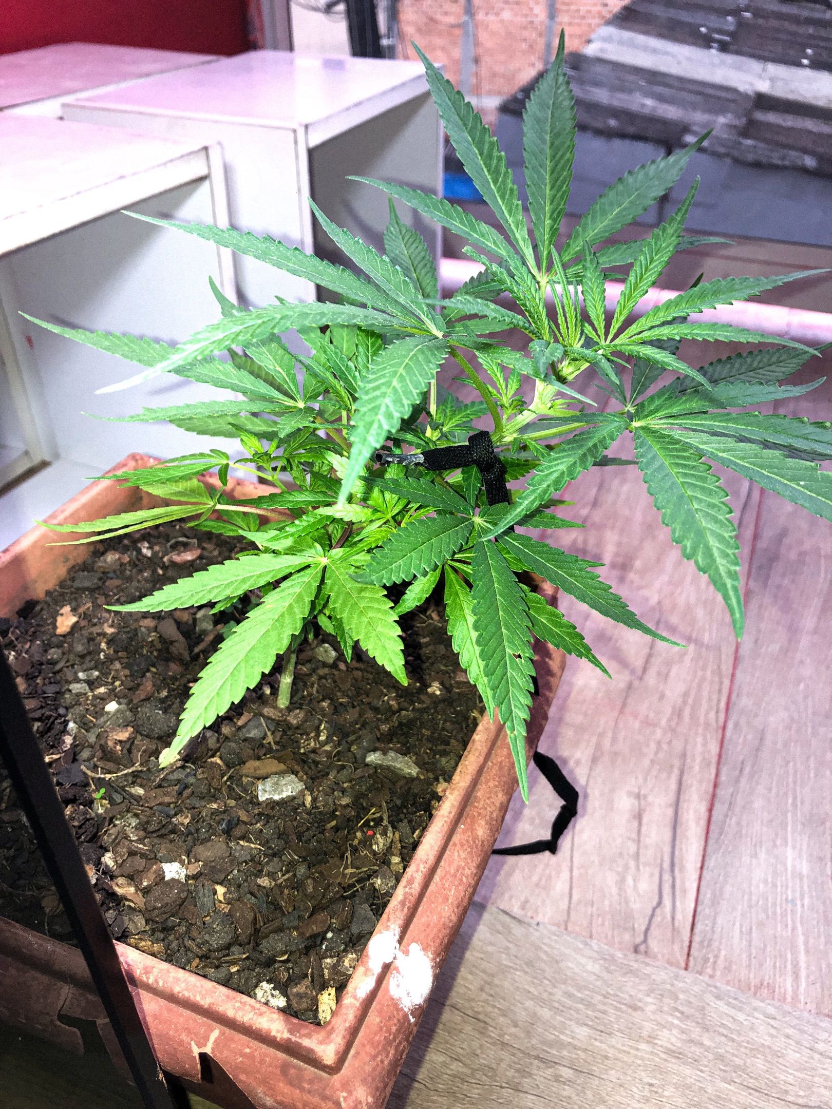 Akira growlog photo 31