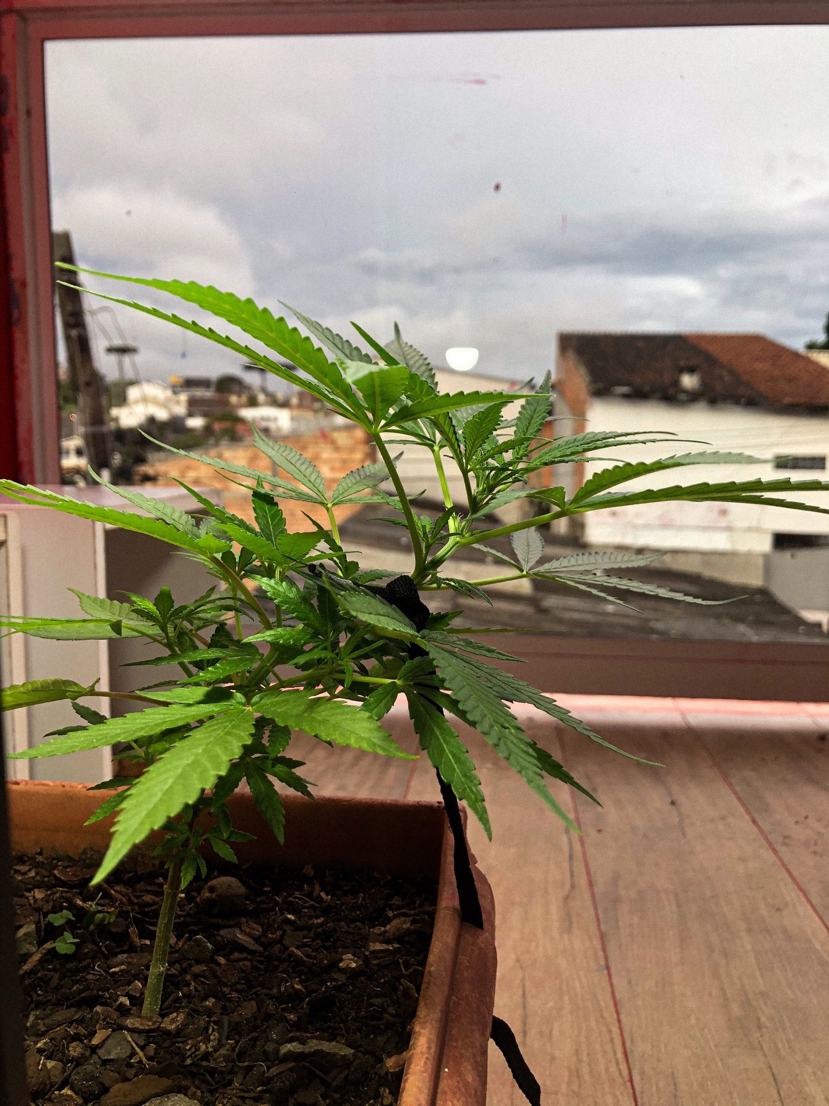 Akira growlog photo 32