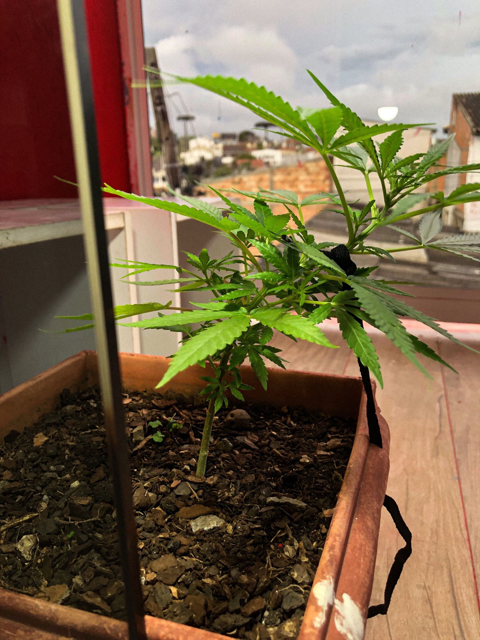 Akira growlog photo 34