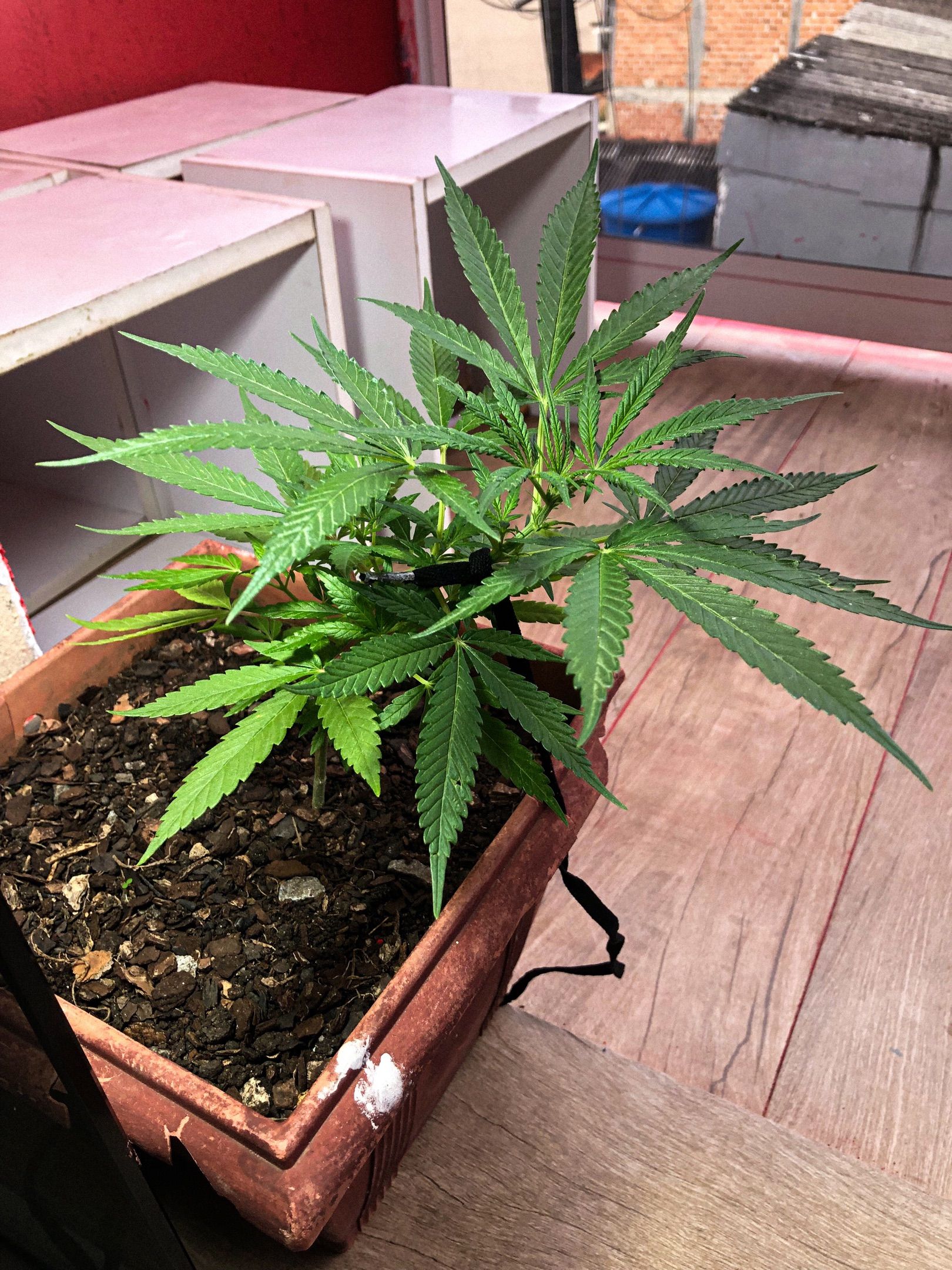 Akira growlog photo 35