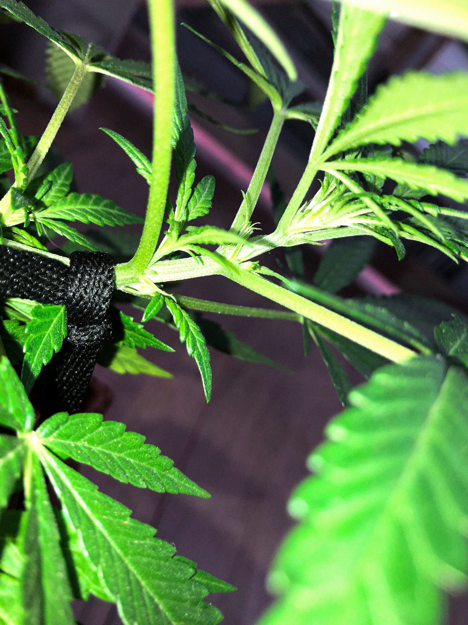 Akira growlog photo 36