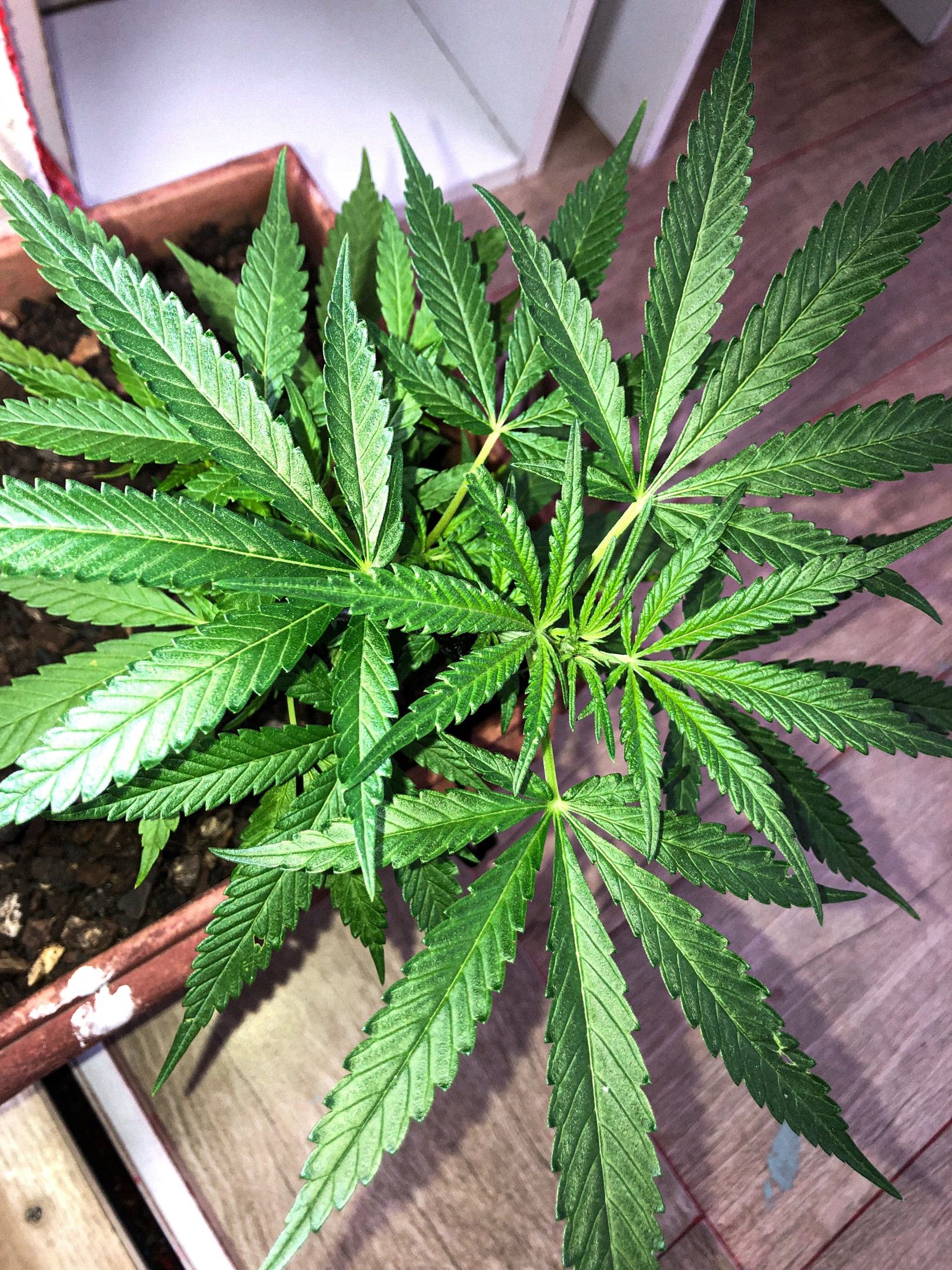 Akira growlog photo 37