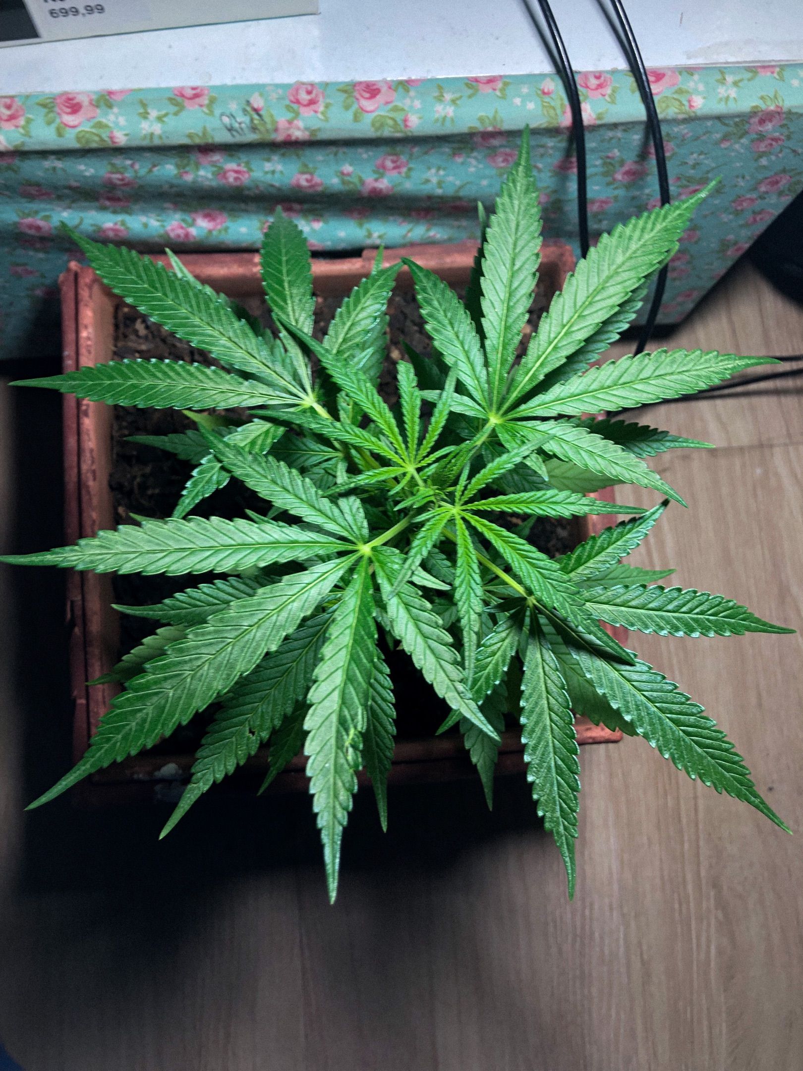 Akira growlog photo 28