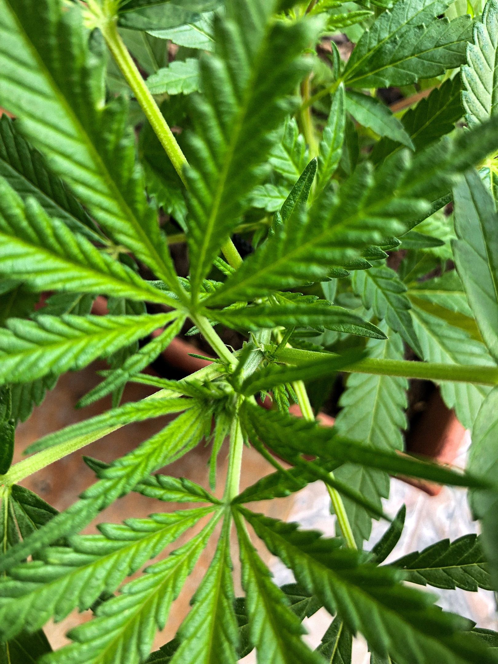 Akira growlog photo 40