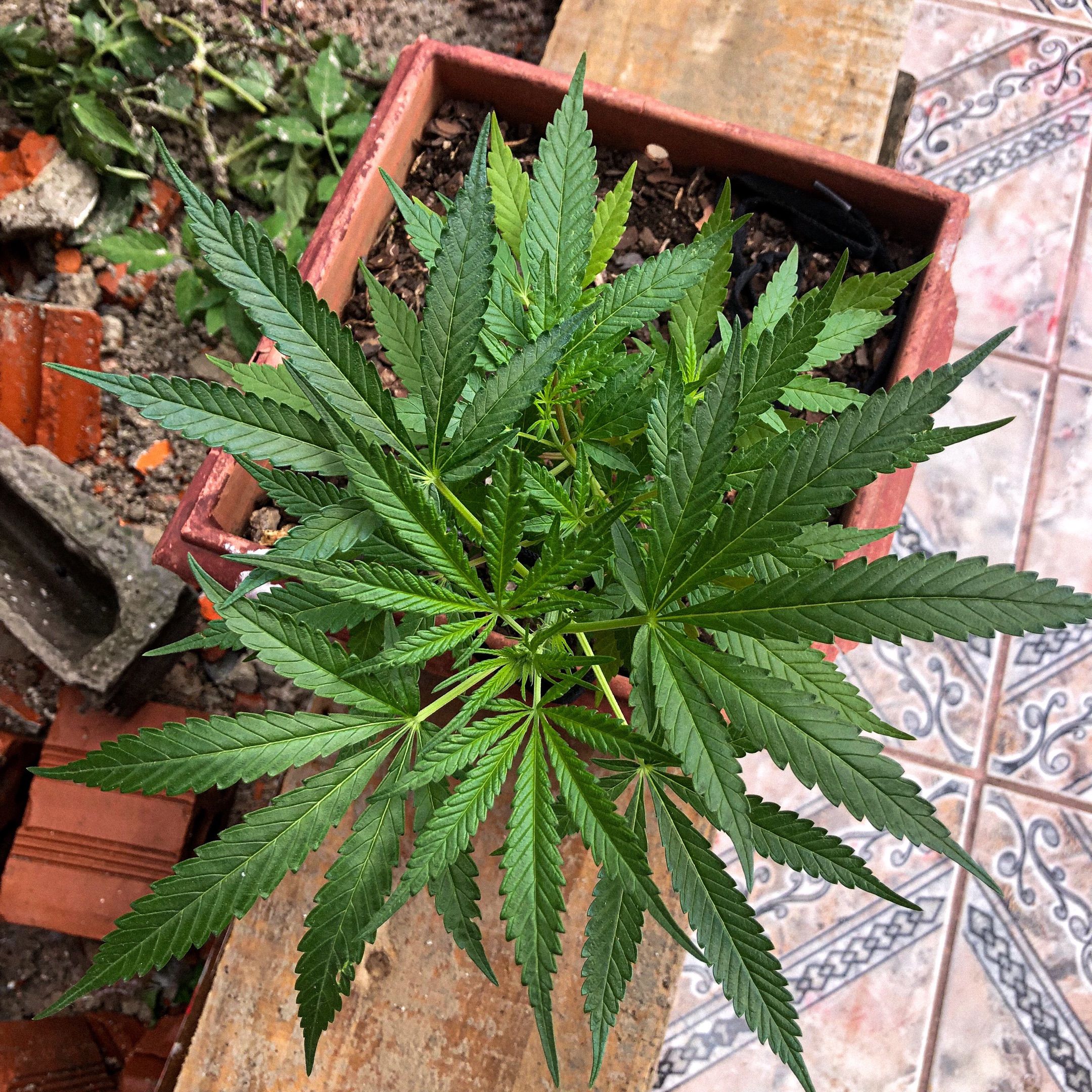 Akira growlog photo 38