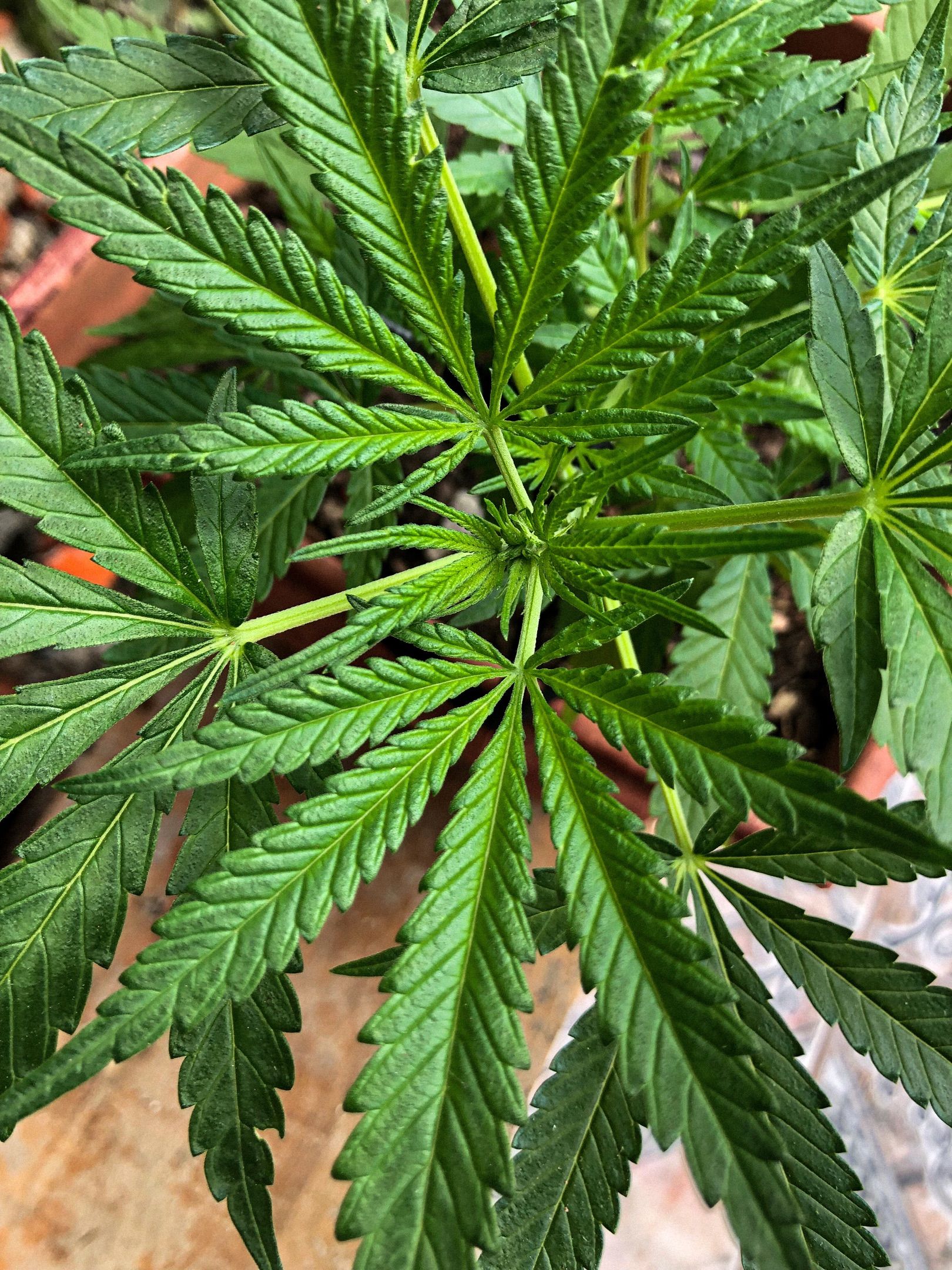 Akira growlog photo 39