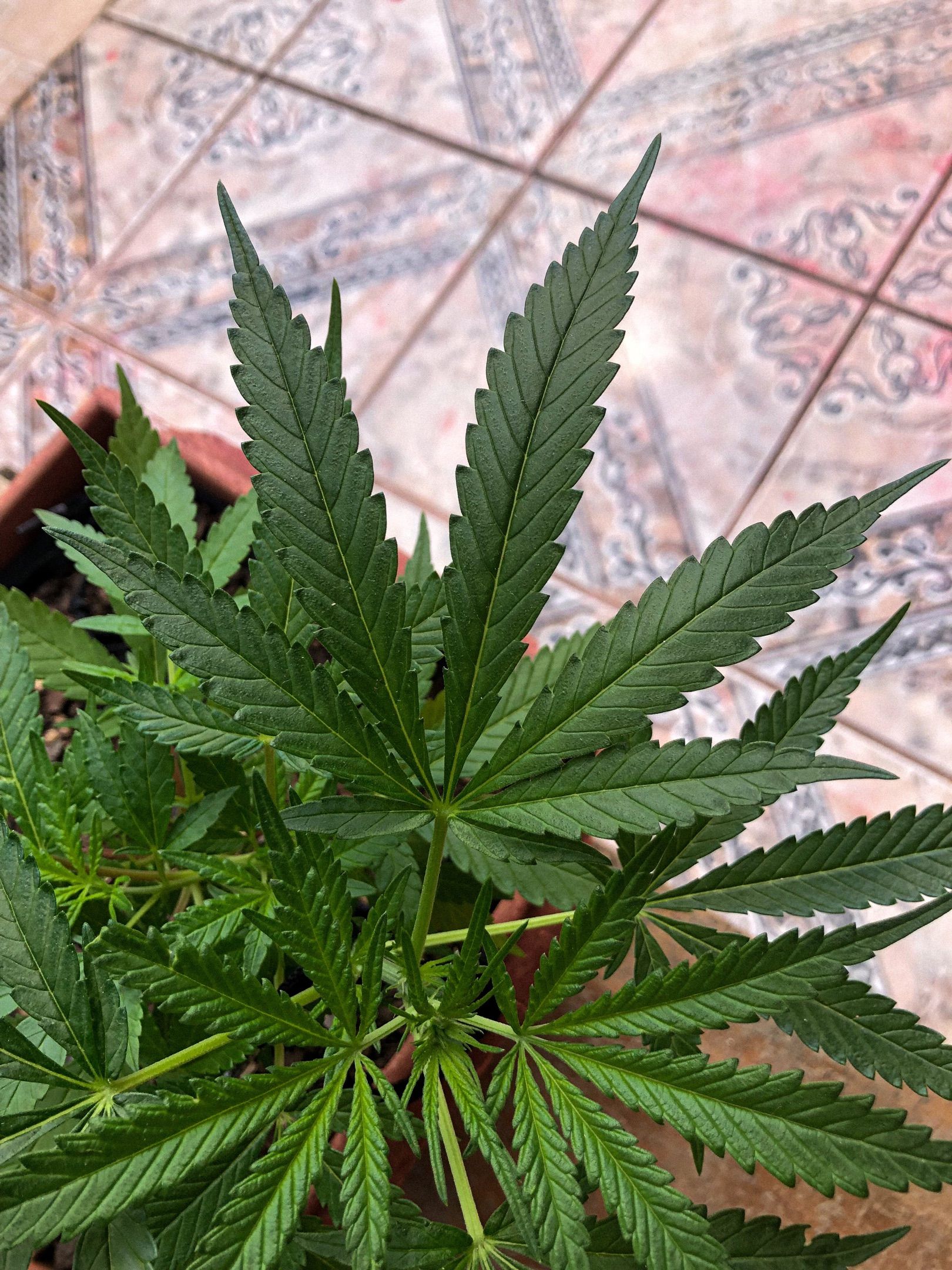 Akira growlog photo 41