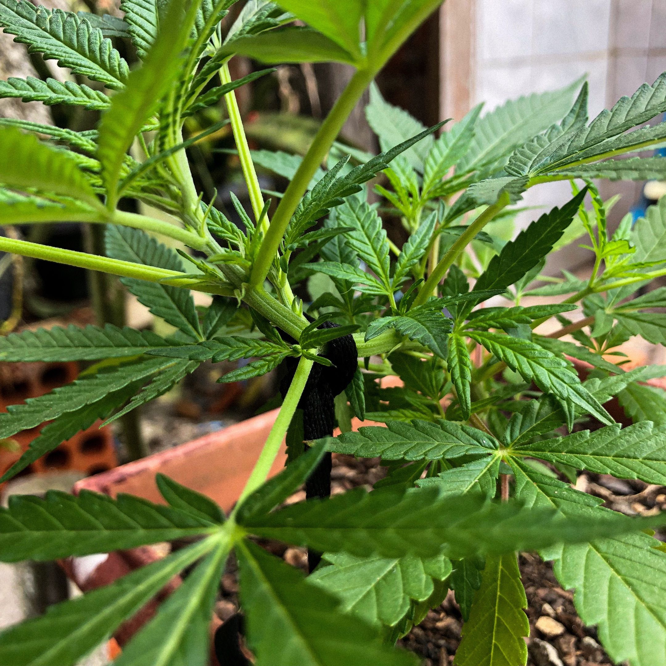 Akira growlog photo 42